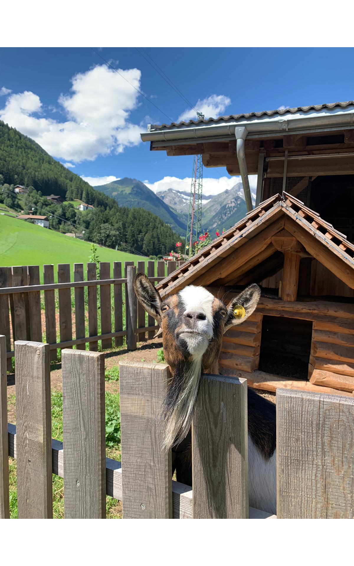 App. Stillwagerhof Campo Tures 10 suedtirol.info