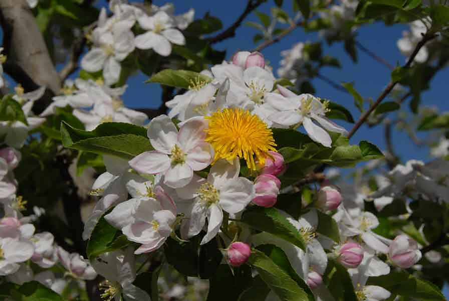 Blumen0
