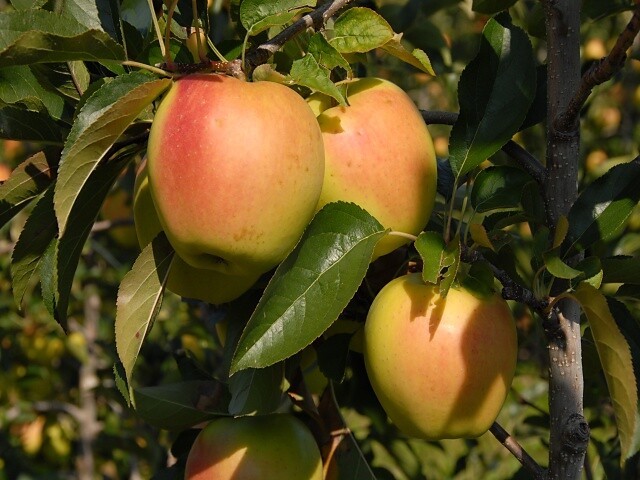 Äpfel