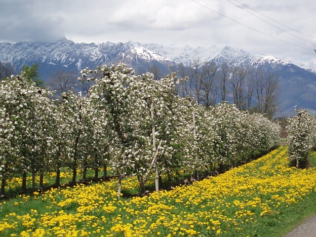 Frühling