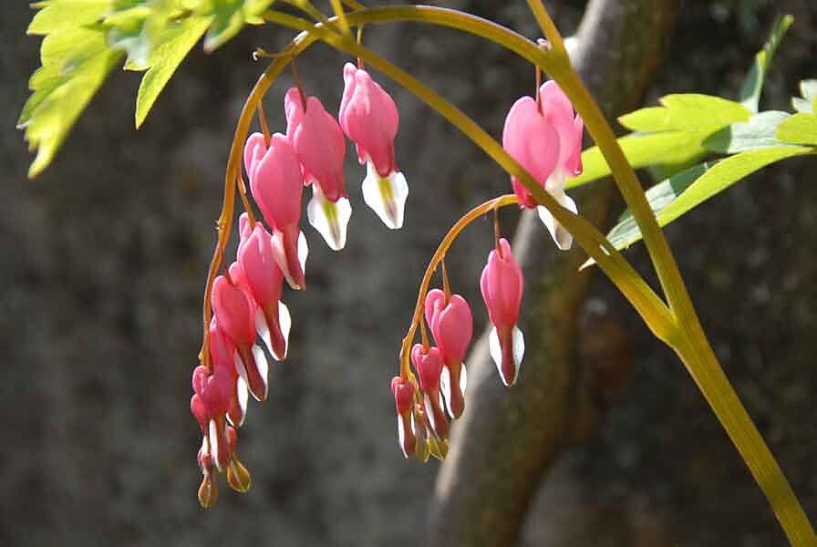 Blumen1