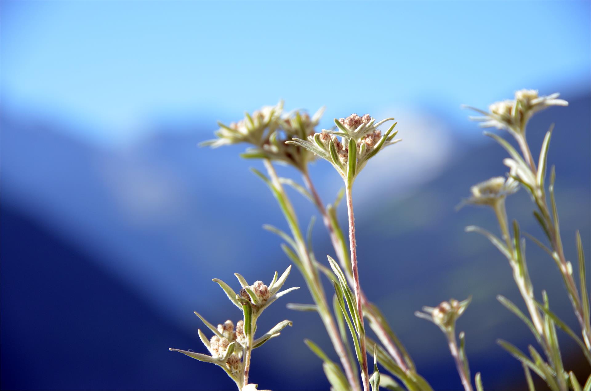 App. Ausserhaslerhof Campo Tures 2 suedtirol.info