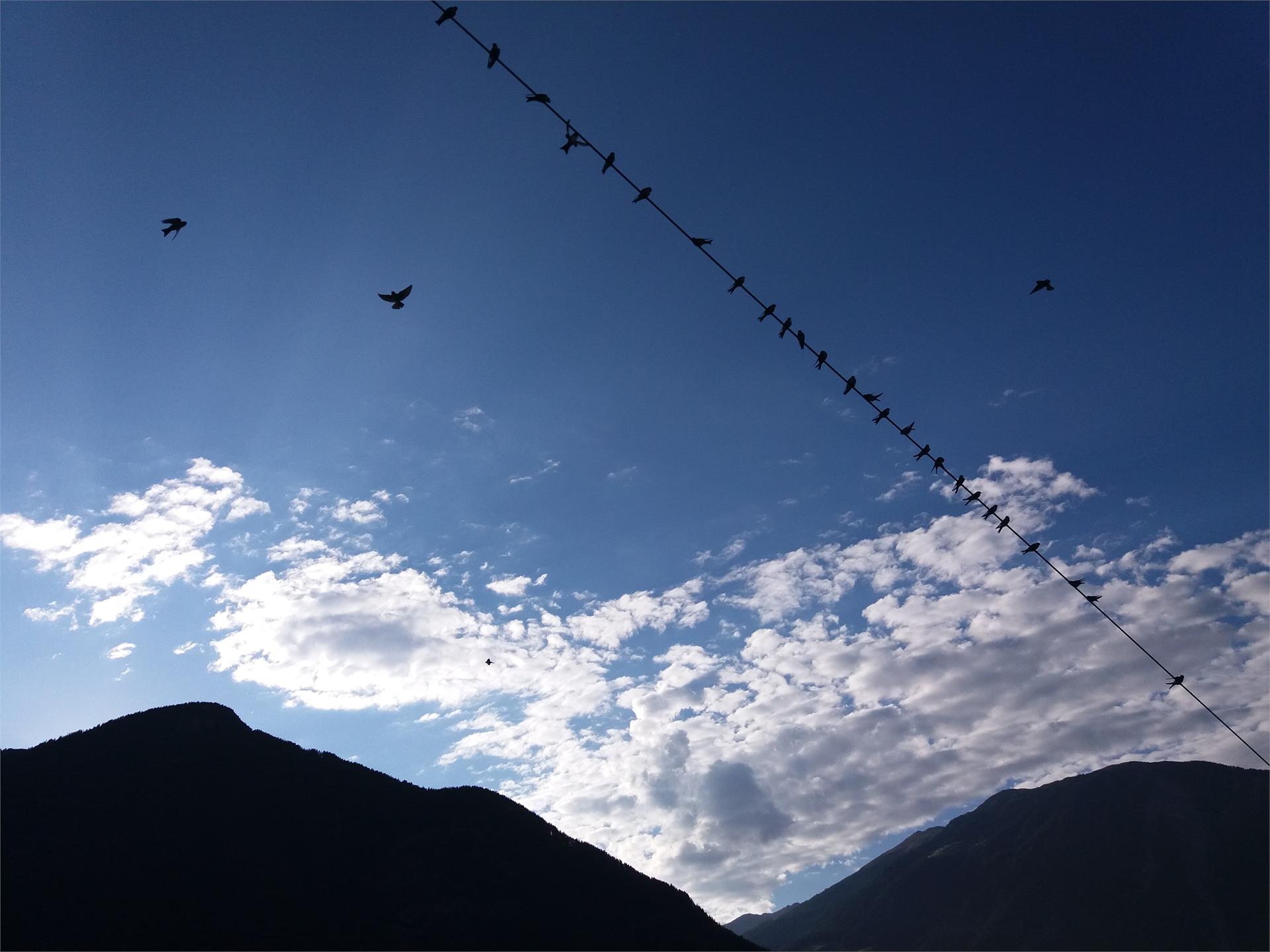 App. Ausserhaslerhof Campo Tures 7 suedtirol.info