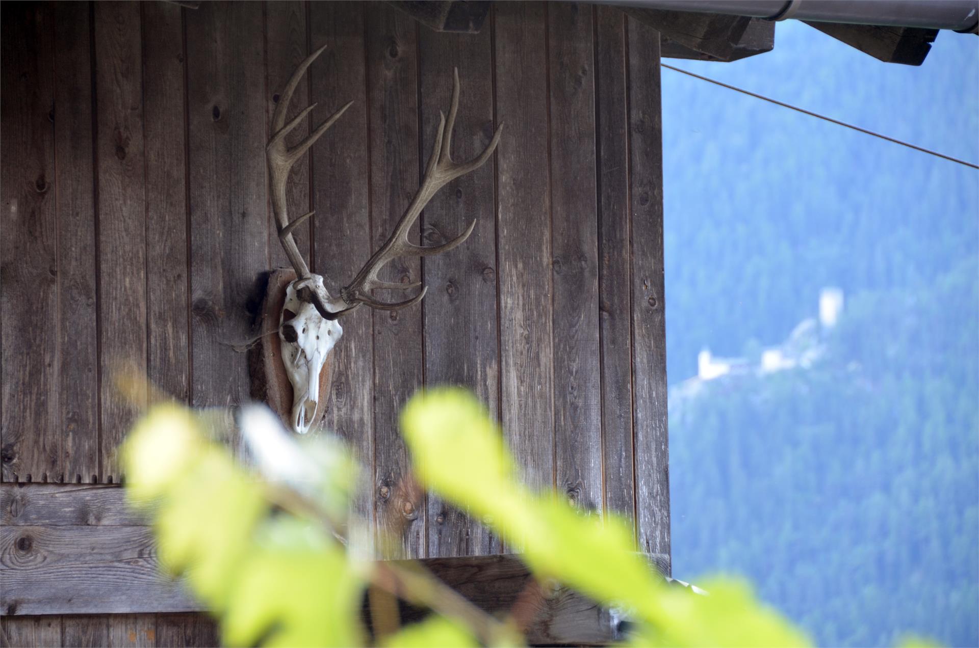 App. Ausserhaslerhof Campo Tures 3 suedtirol.info