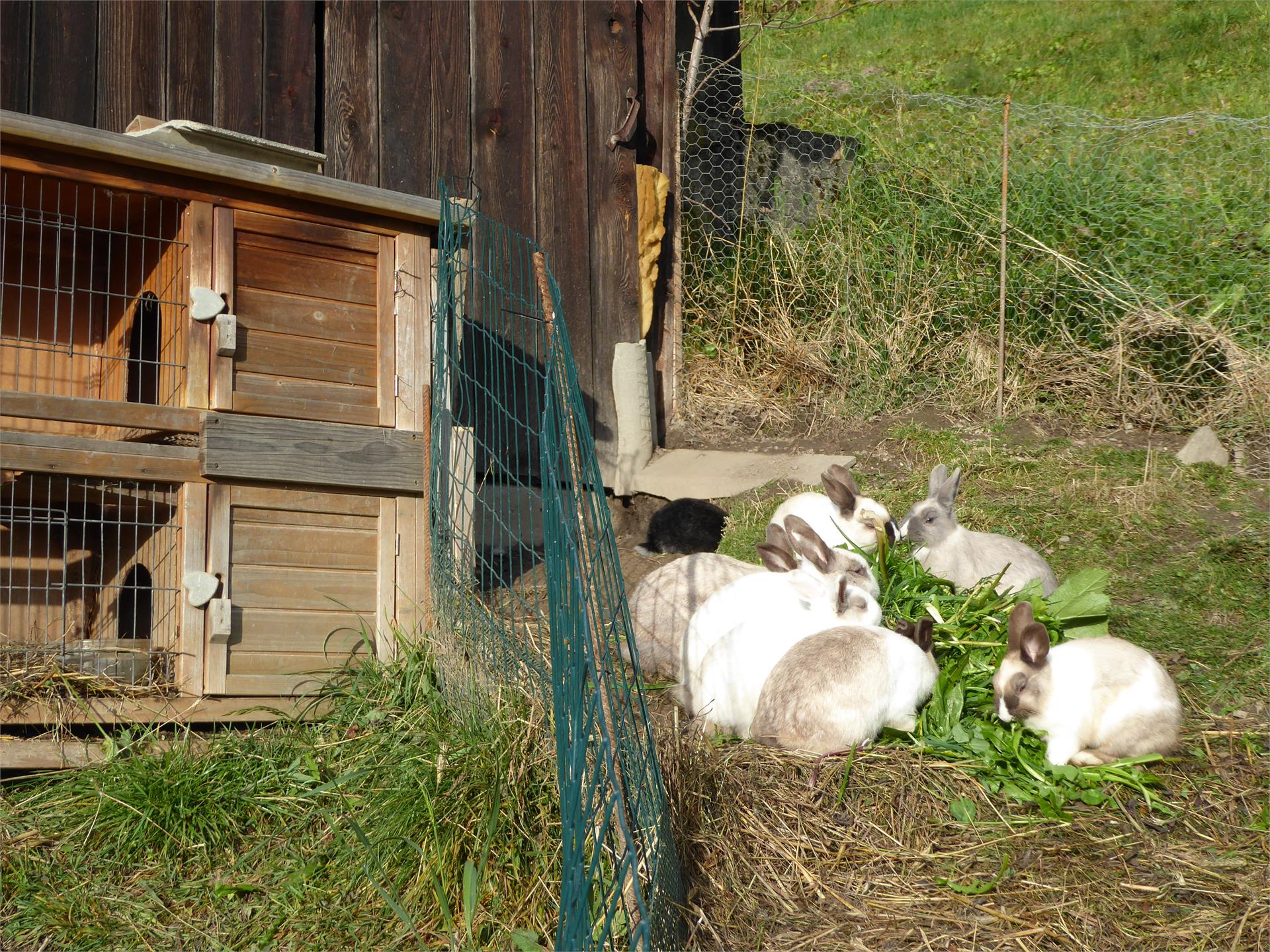 Appartamento Hopfgartnerhof Selva dei Molini 15 suedtirol.info