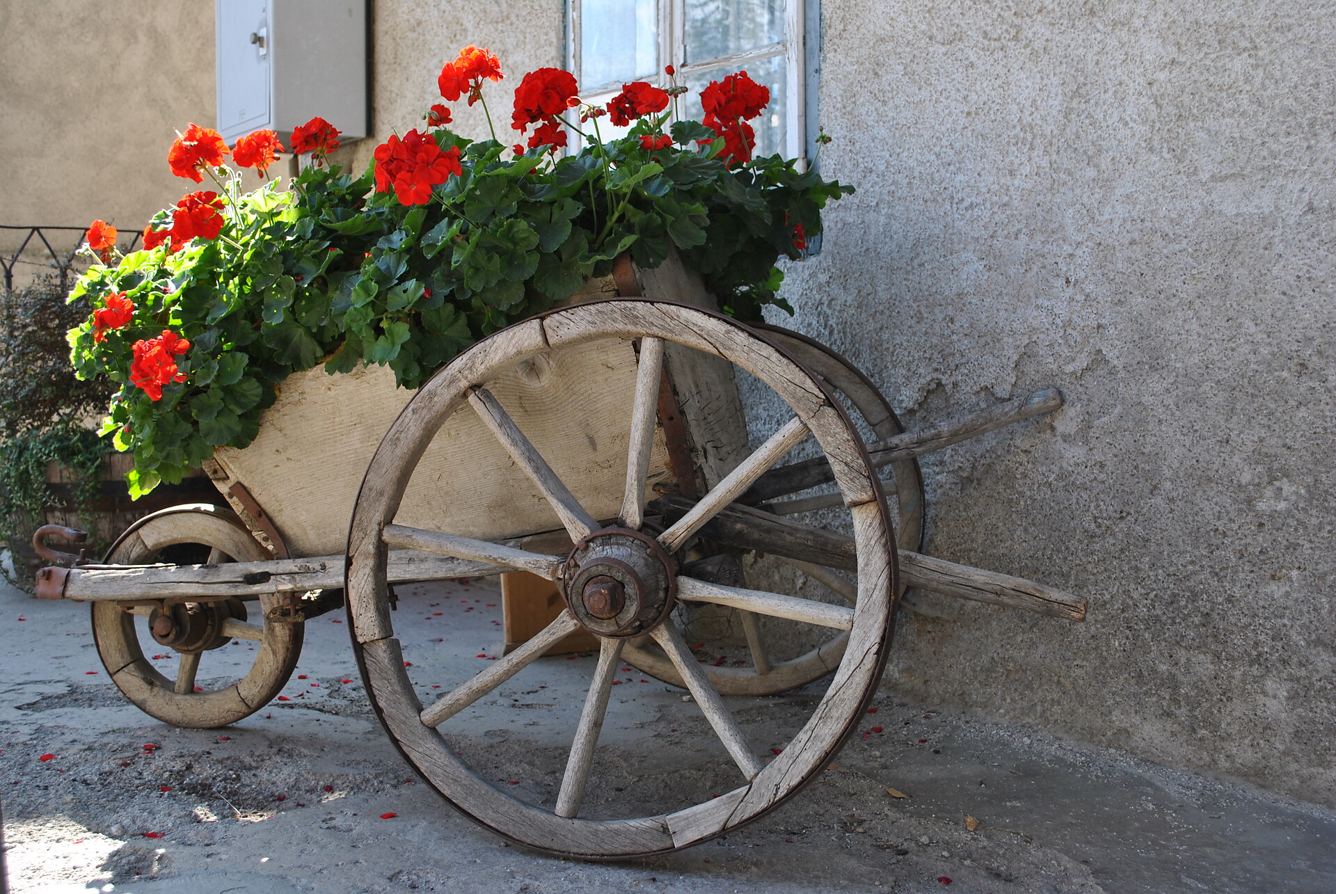 fiori