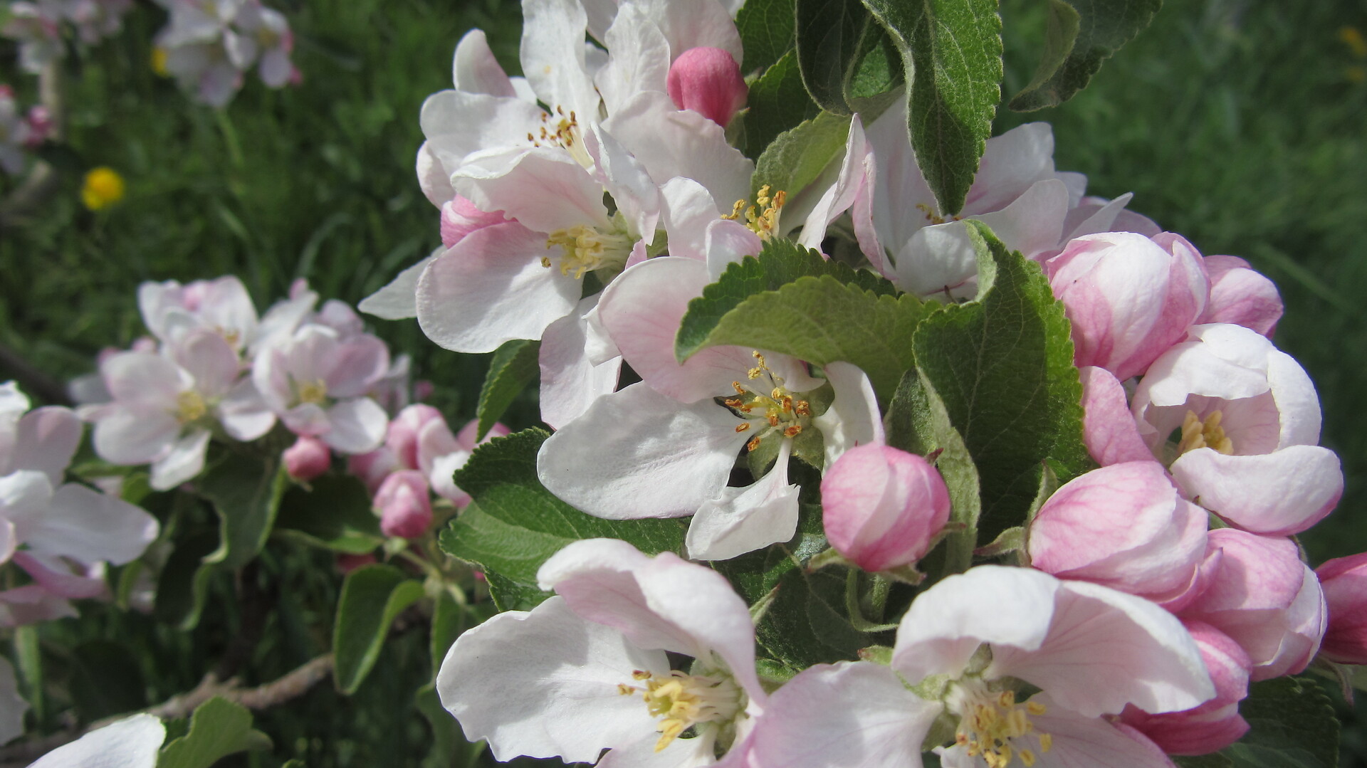 primavera