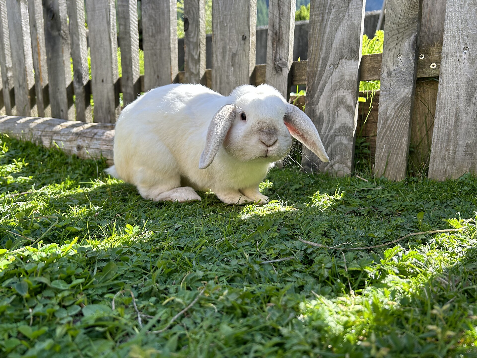 Our rabbits