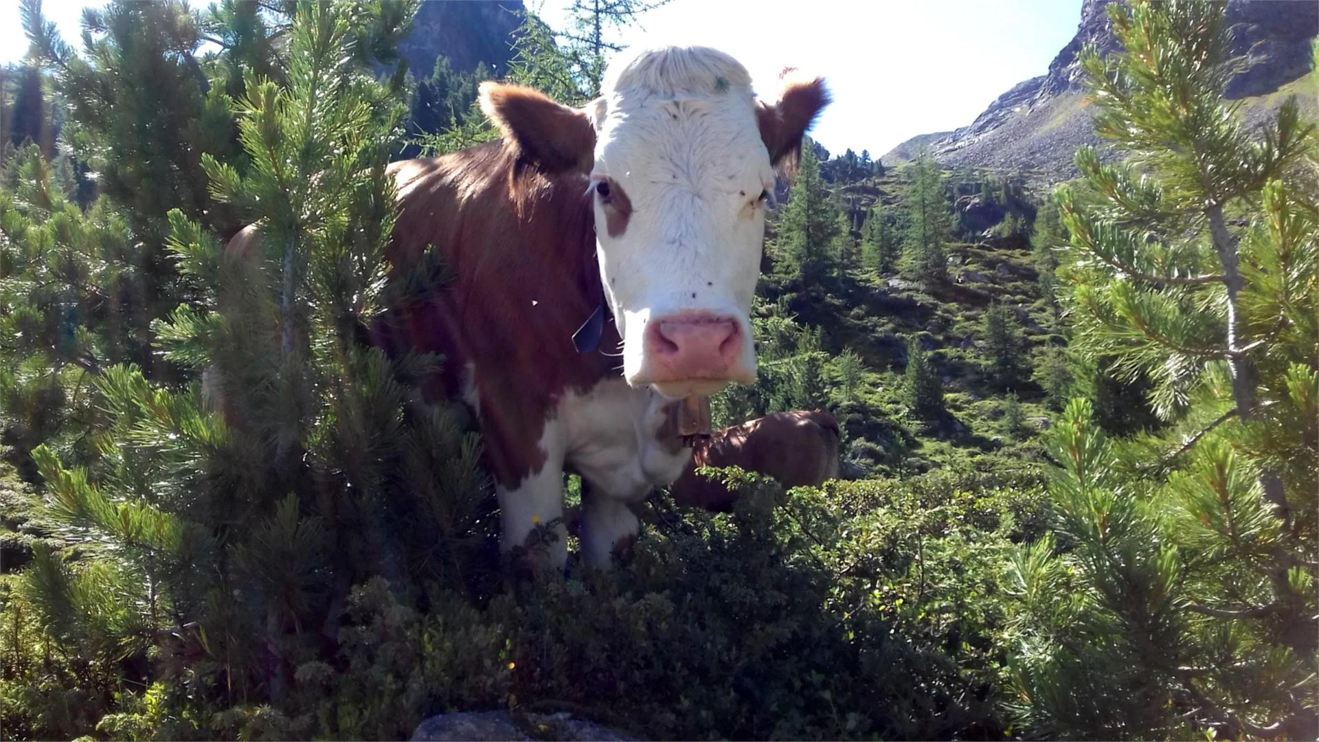 App. Auerhof Campo Tures 9 suedtirol.info