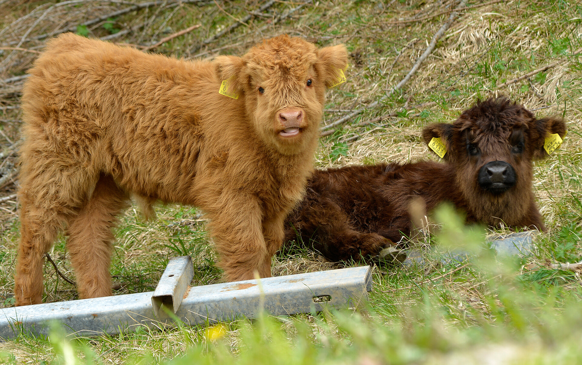 unsere schottischen Kälbchen