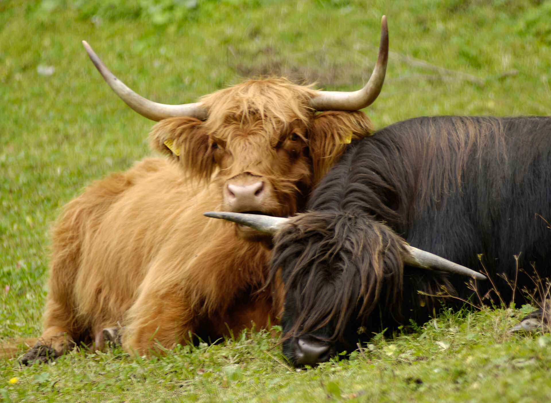 unsere schottischen Hochlandrinder