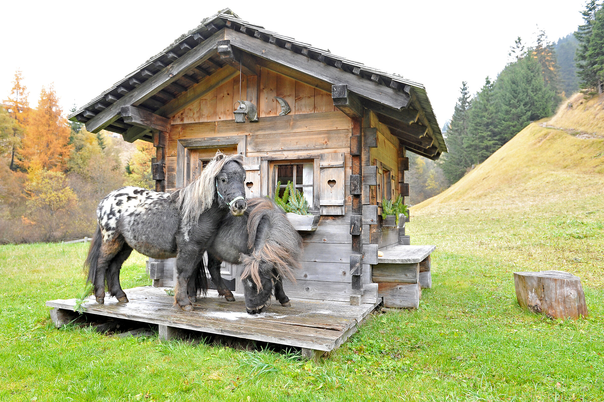 Apartments Piciulei Selva 11 suedtirol.info