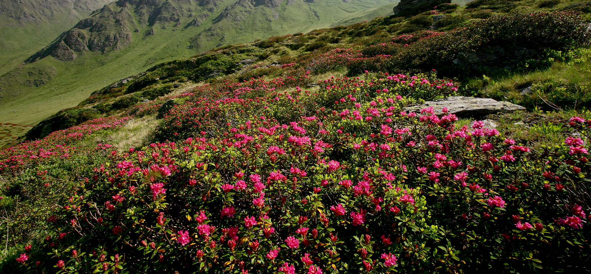 Flower paradise