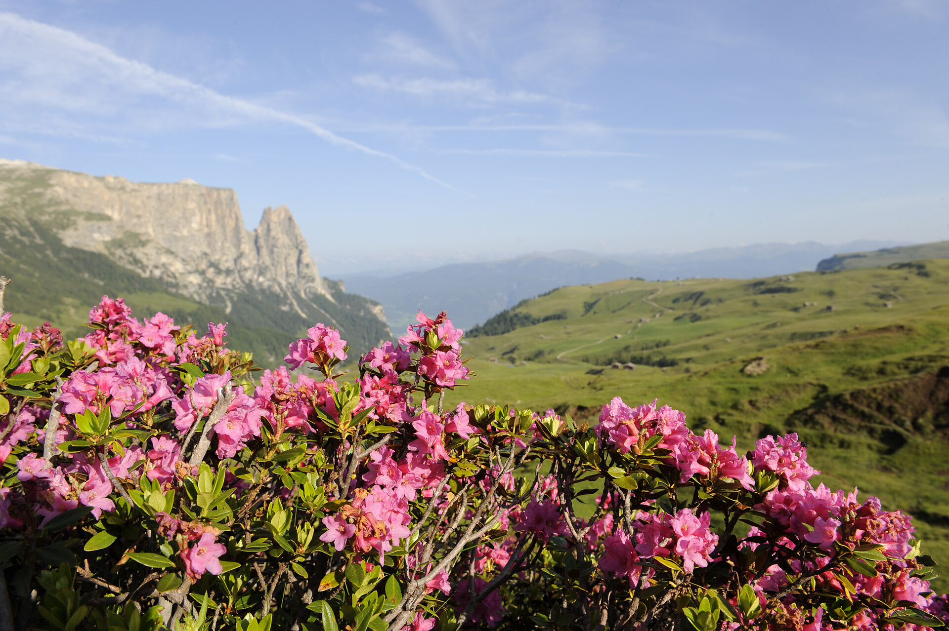 Alpine roses
