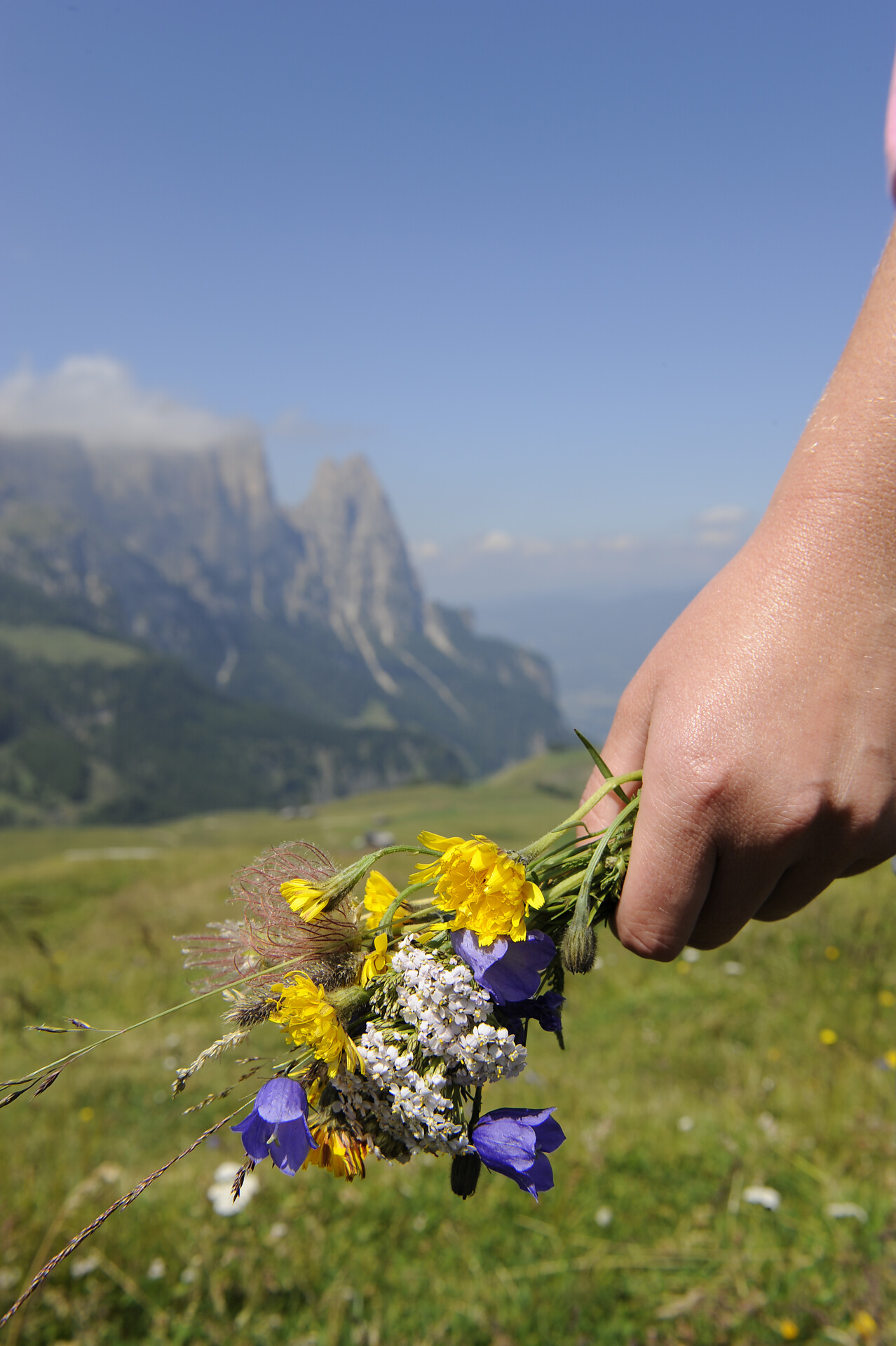 alpine flowers