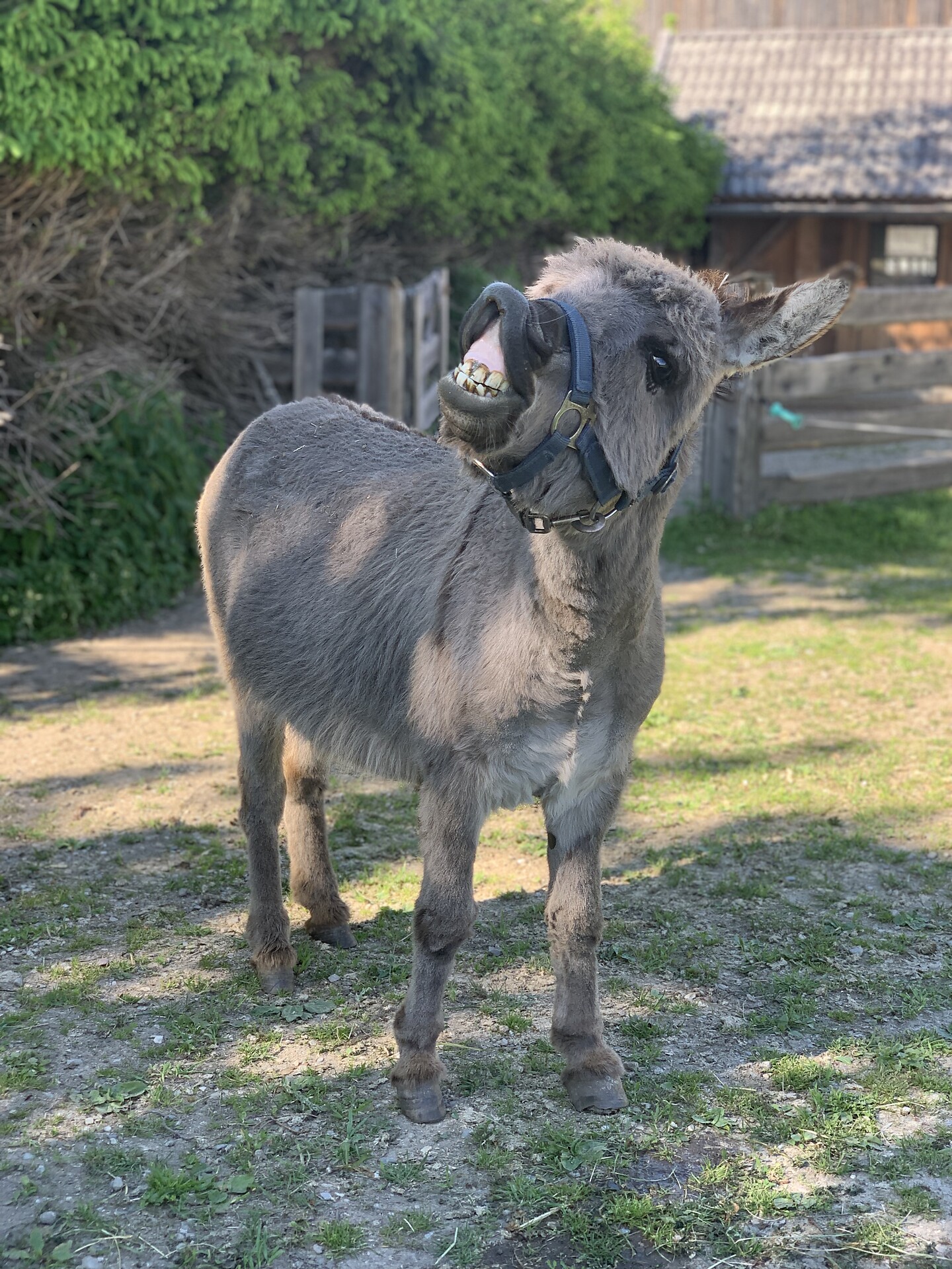 Dwarf Donkey