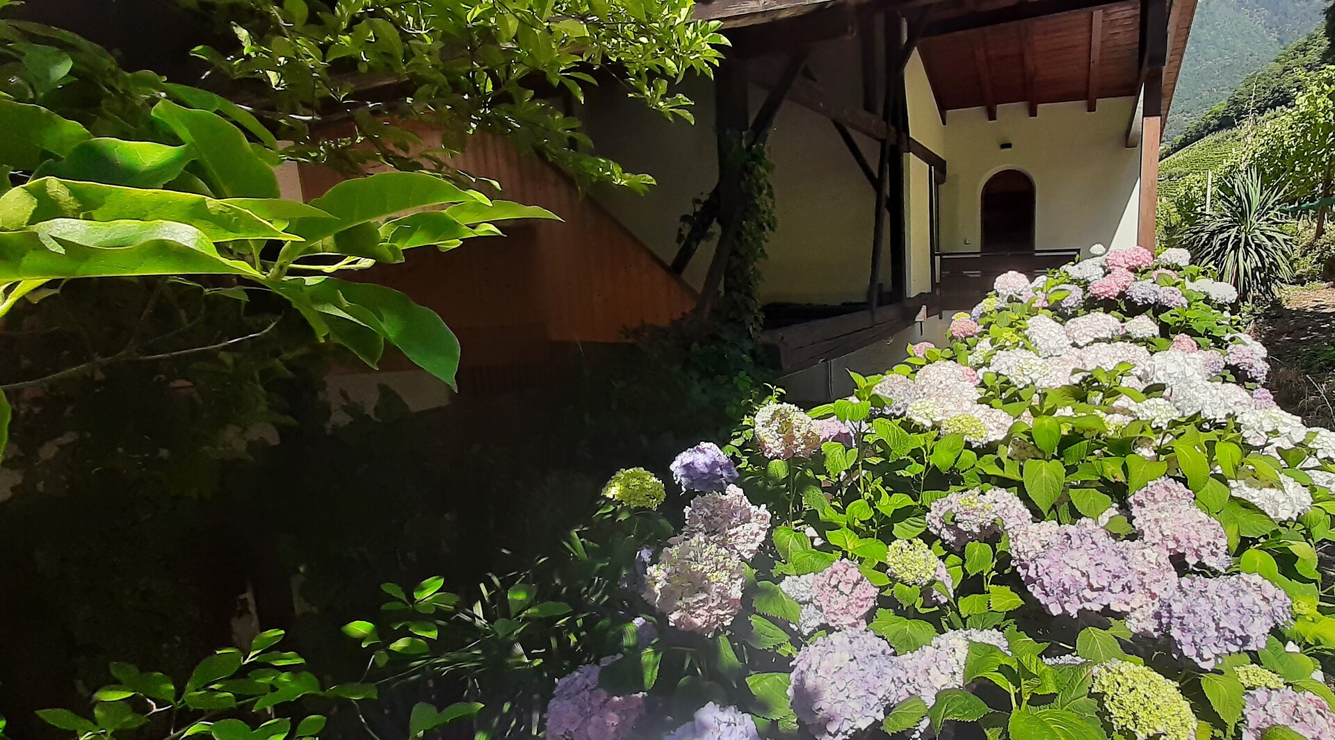 Hydrangeas at the entrance