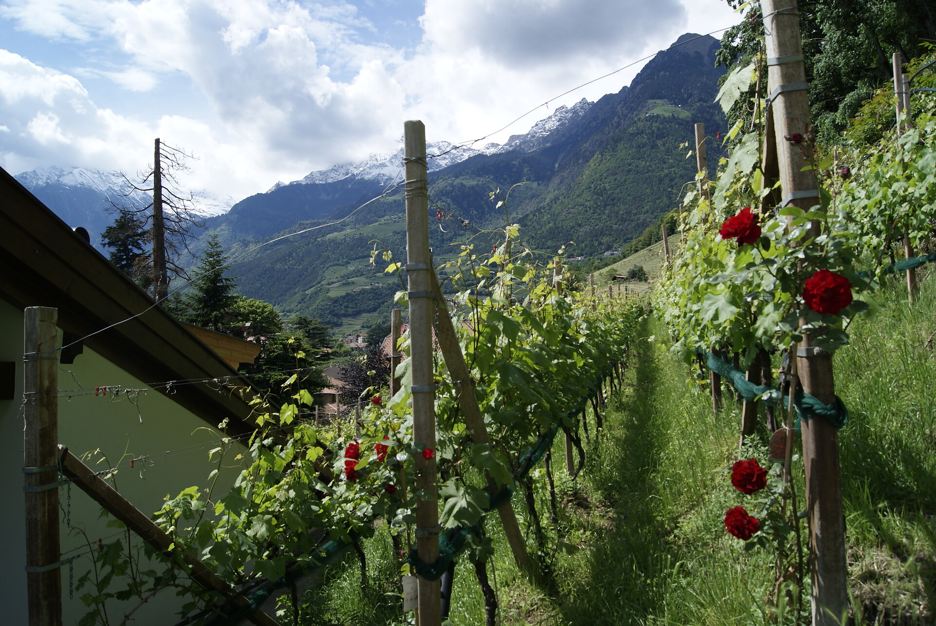 life in the wineyard