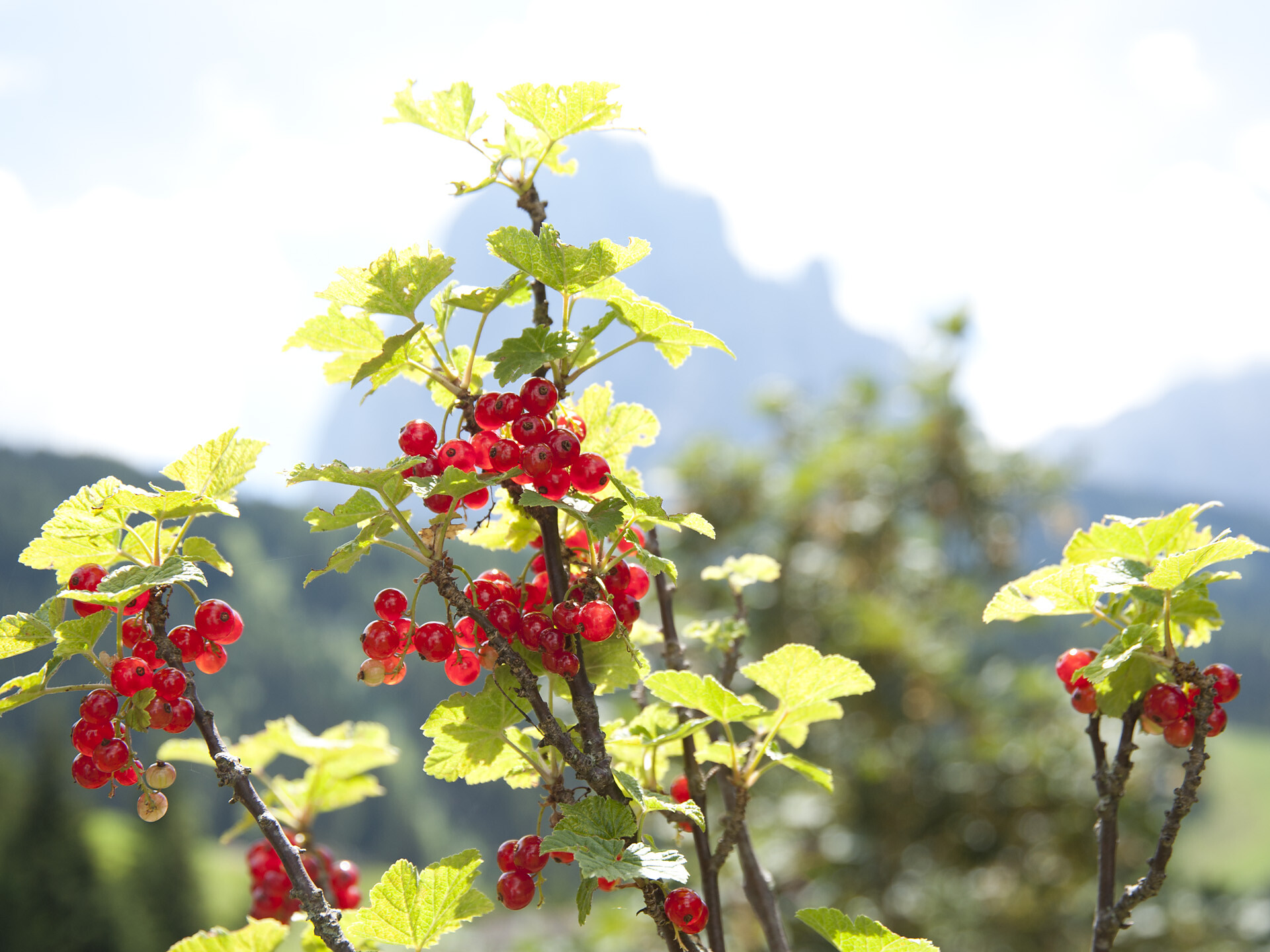 Garten mit Ausblick auf Langkofel