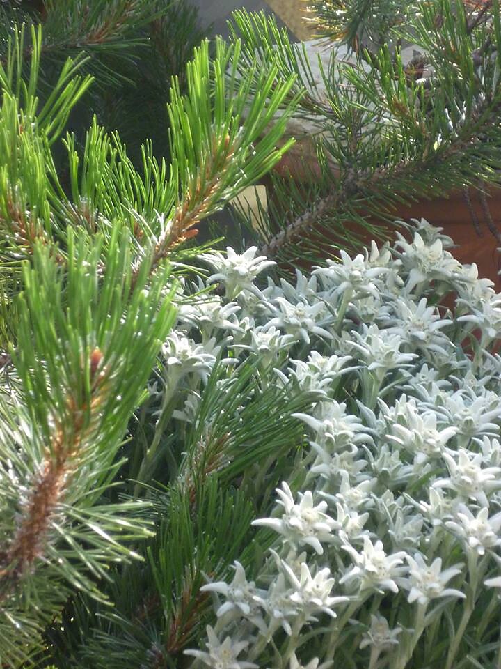 mountain flower