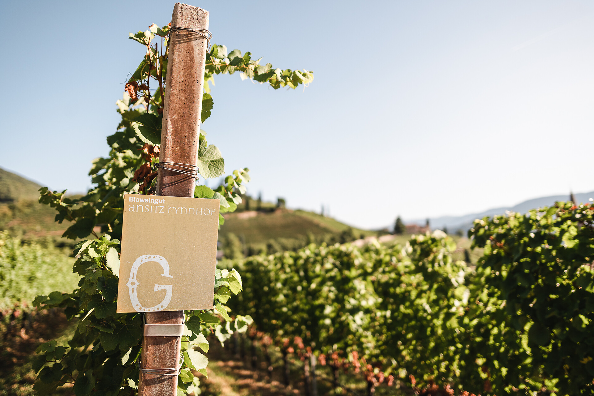 Gewürztraminer