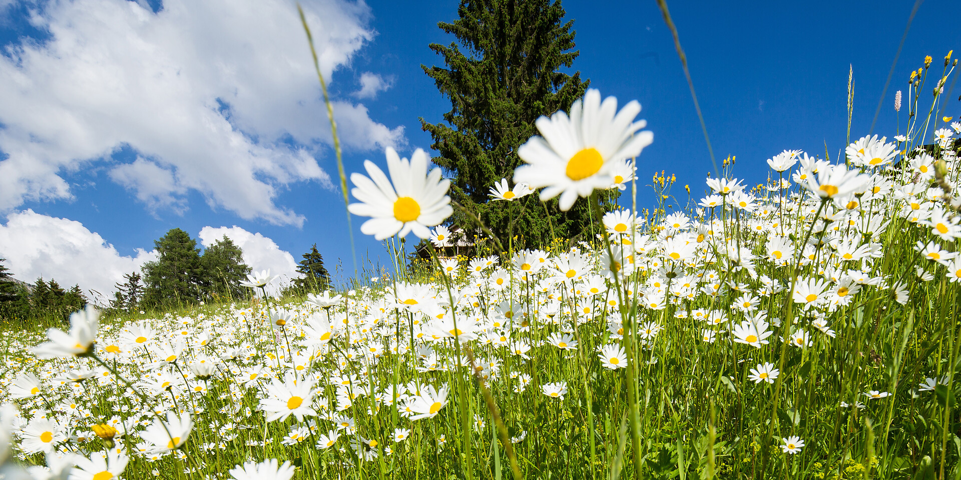Flat Ronch Selva Gardena: Thousands and thousands of daisies on the lawn in front of the house