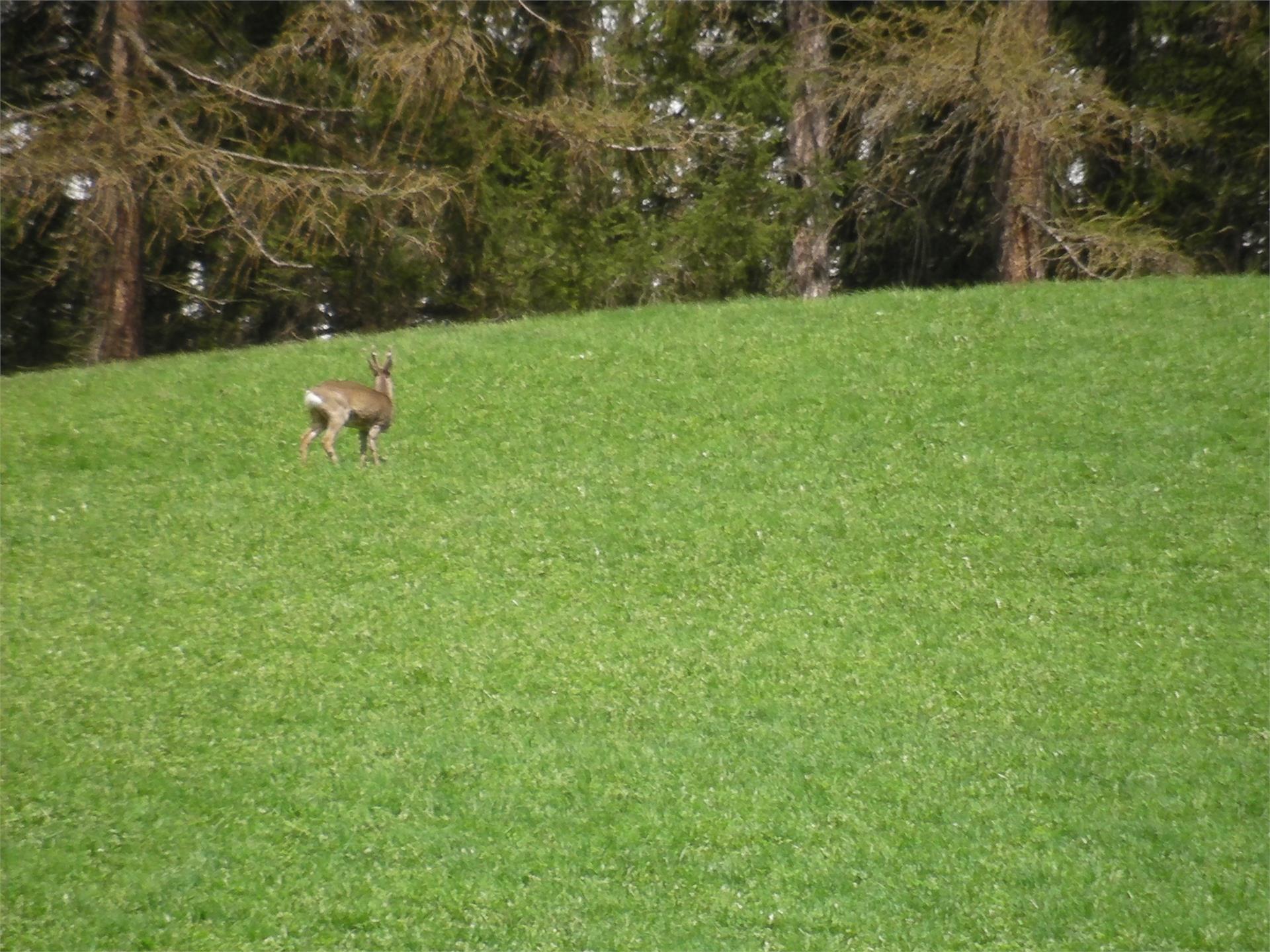 App. Suttrù Badia 11 suedtirol.info