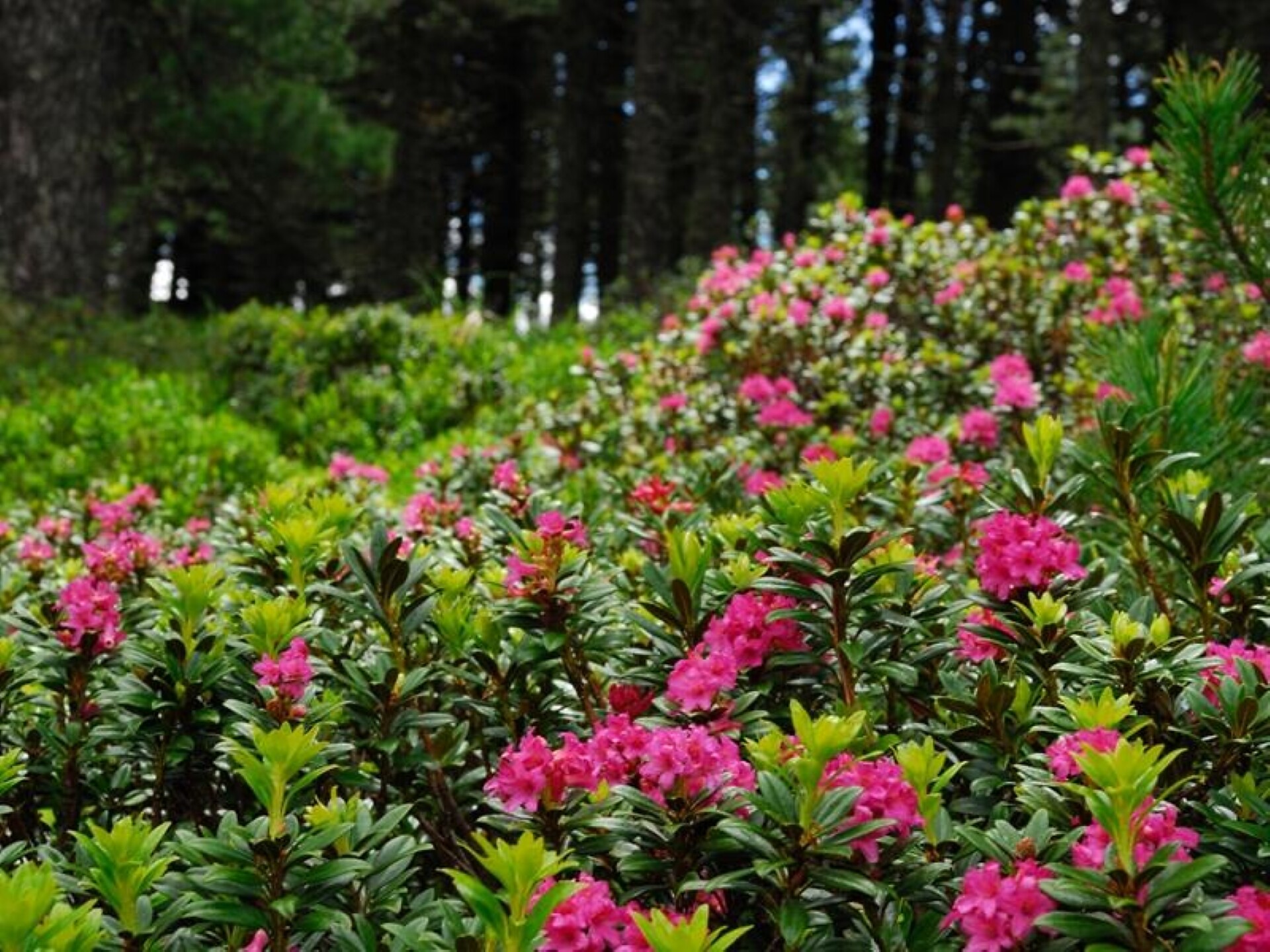 alpine roses