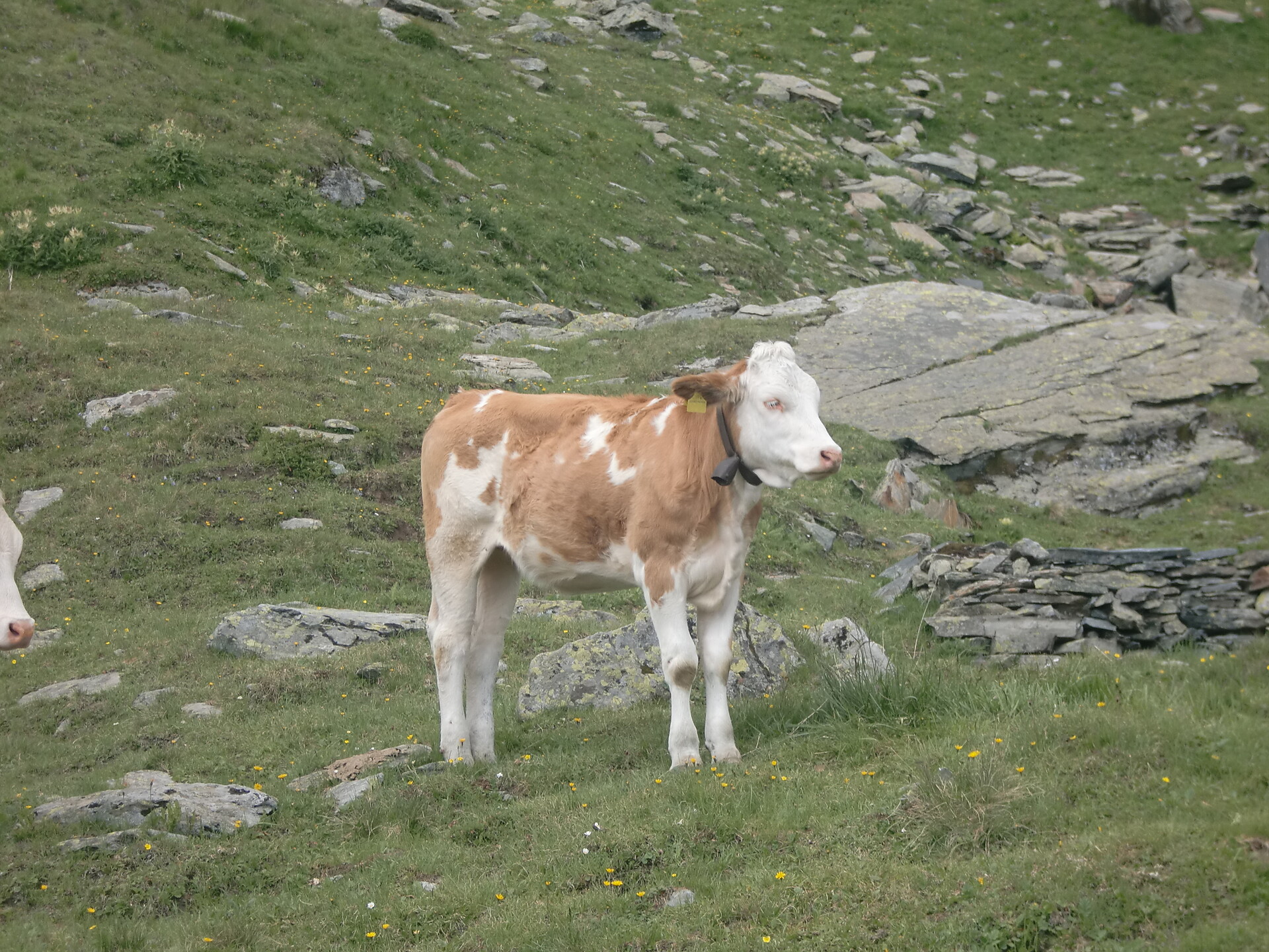 Ausserangistlhof