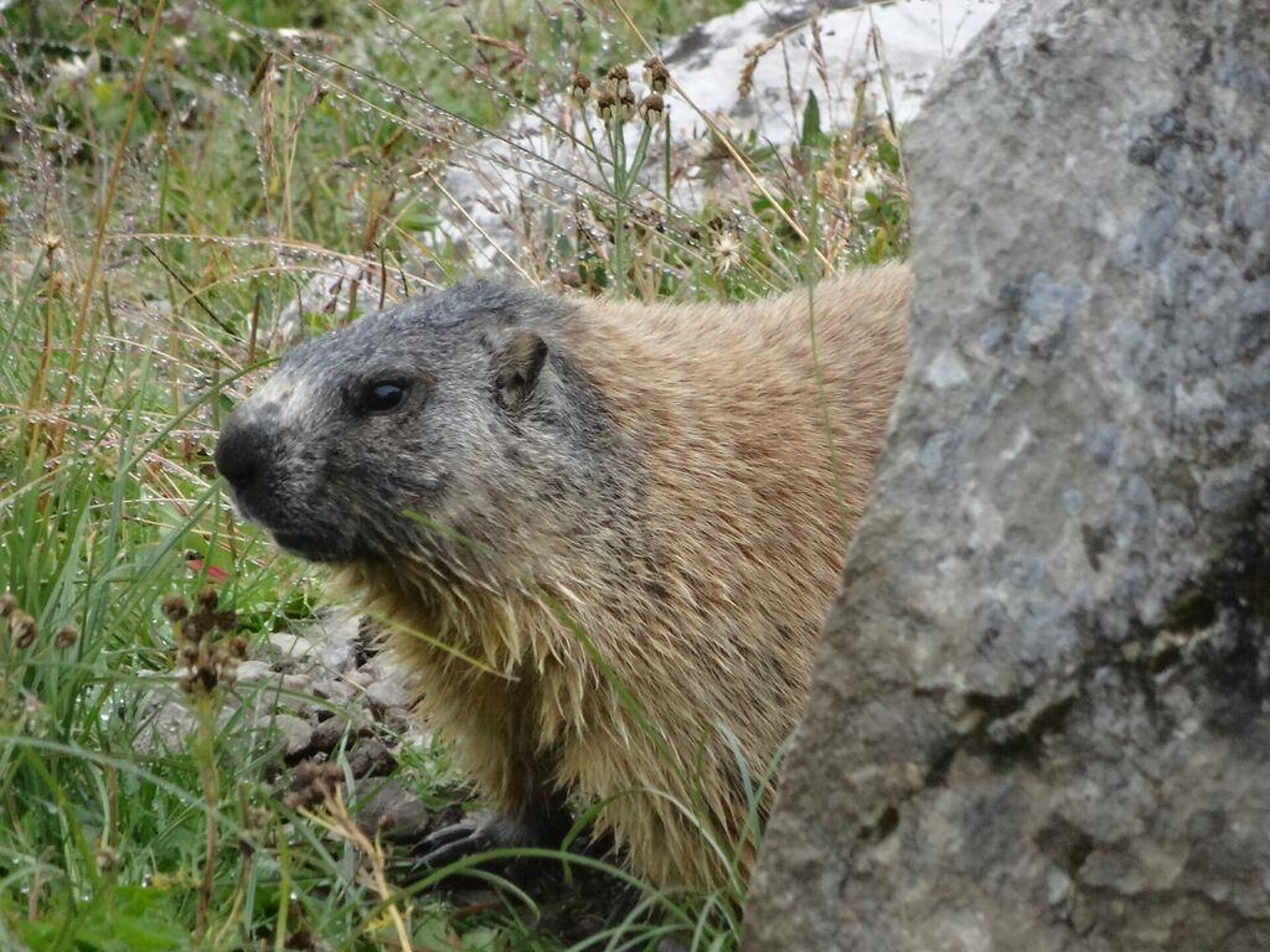 marmot