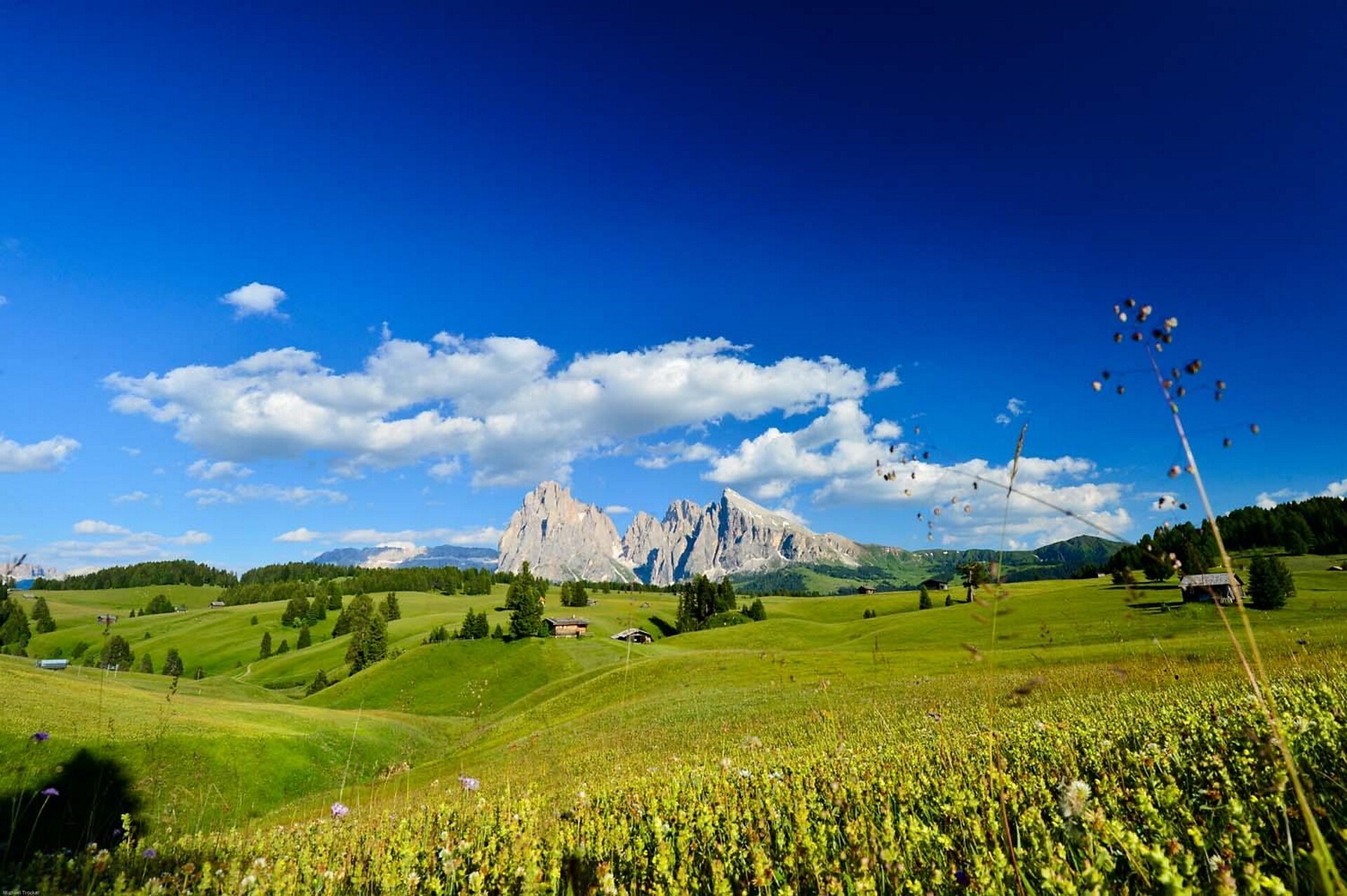 meadow of Alpe di Siusi