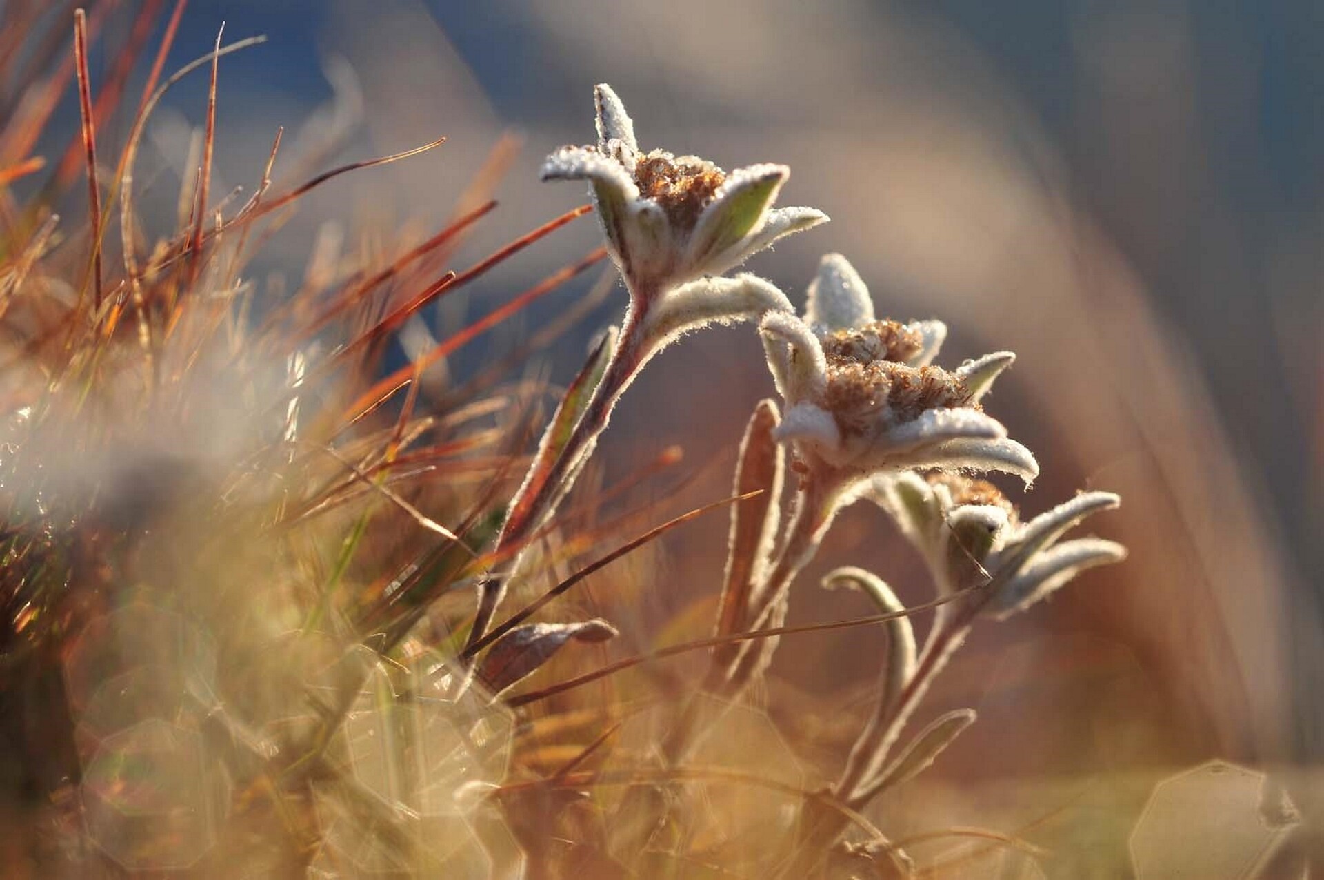 edelweiss