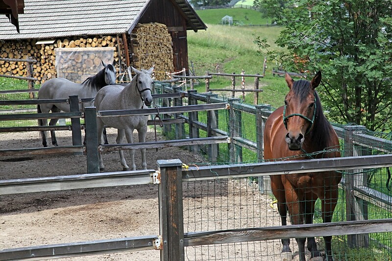 cavallo