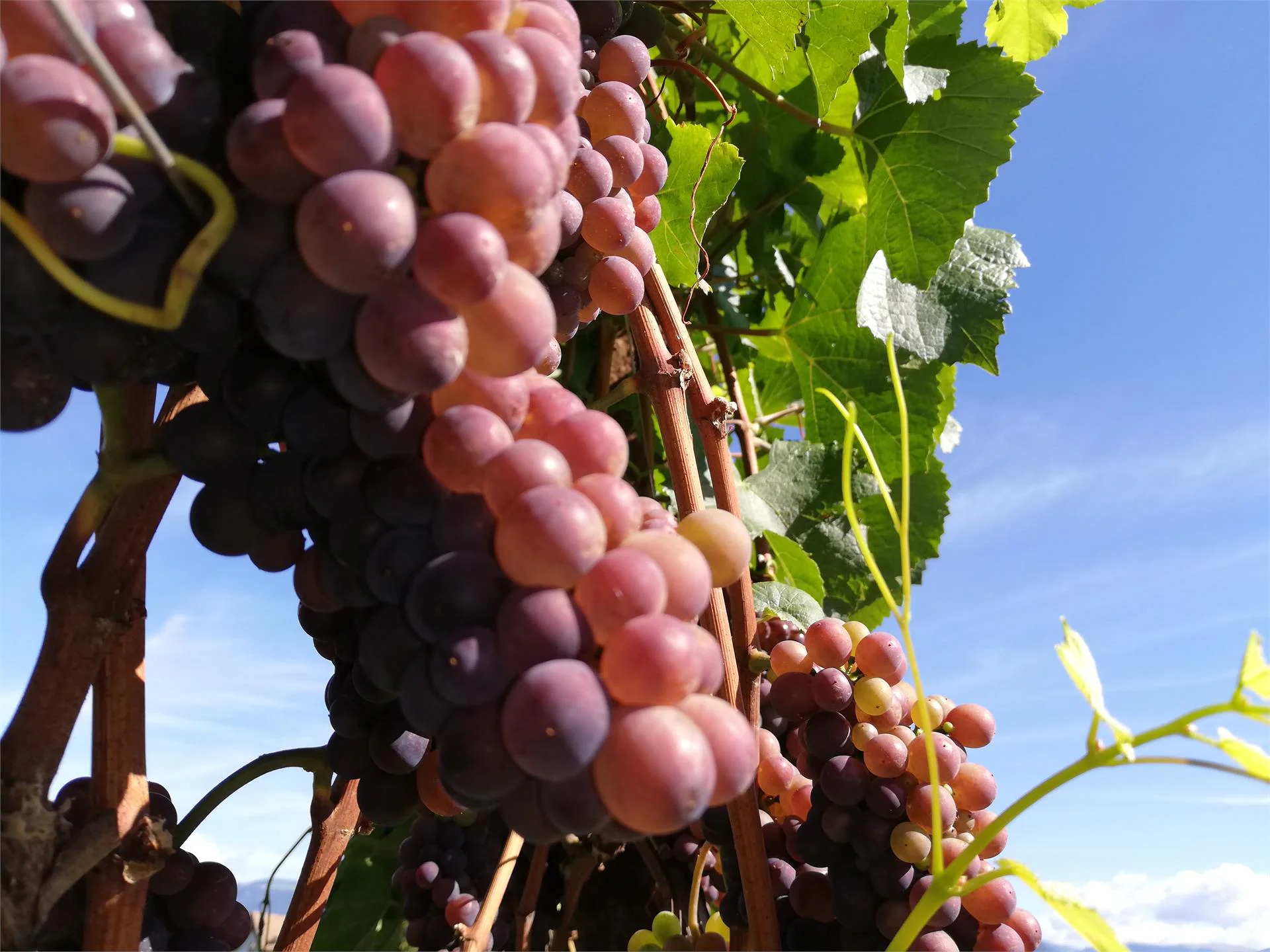 Sparer Thomas Eppan an der Weinstaße/Appiano sulla Strada del Vino 15 suedtirol.info