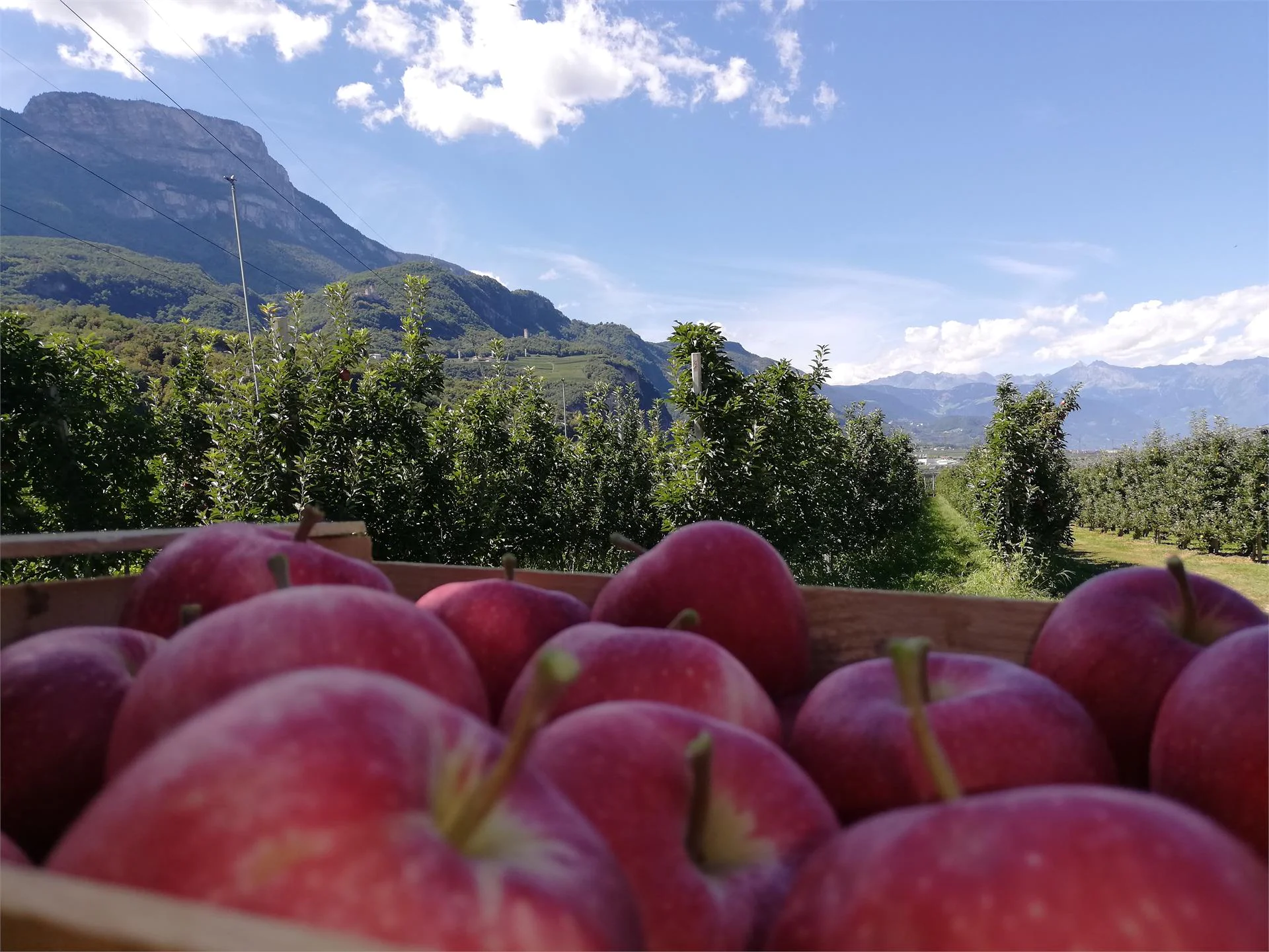 Sparer Thomas Eppan an der Weinstaße/Appiano sulla Strada del Vino 16 suedtirol.info