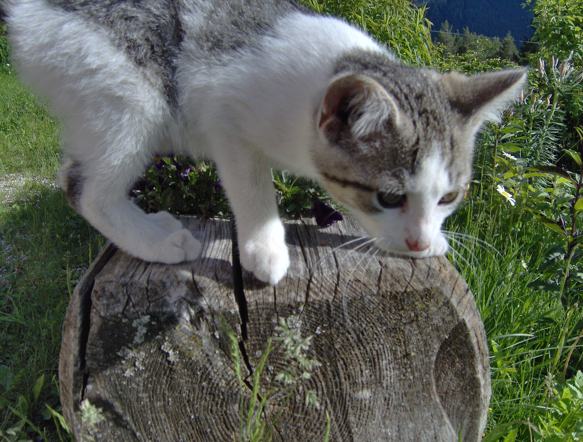 Katze
