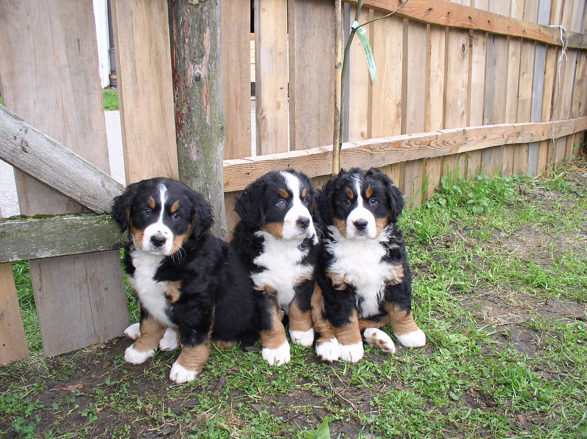 Dogs