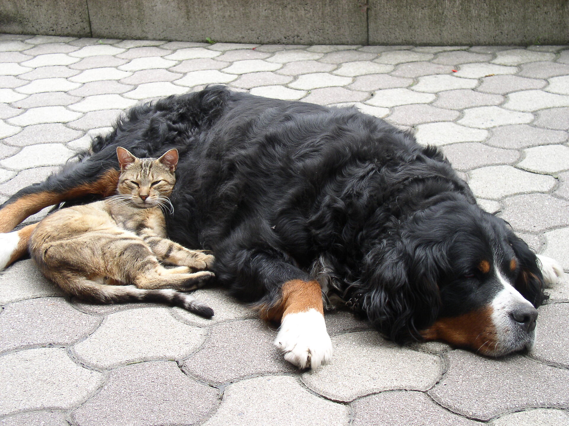 Dog and cat