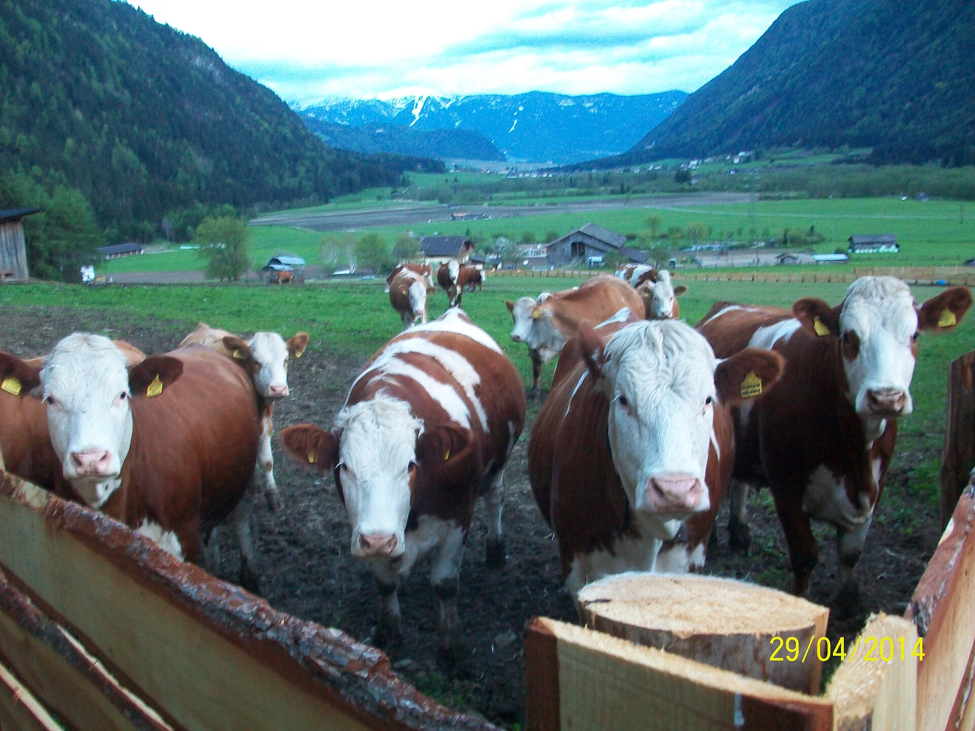 Cows