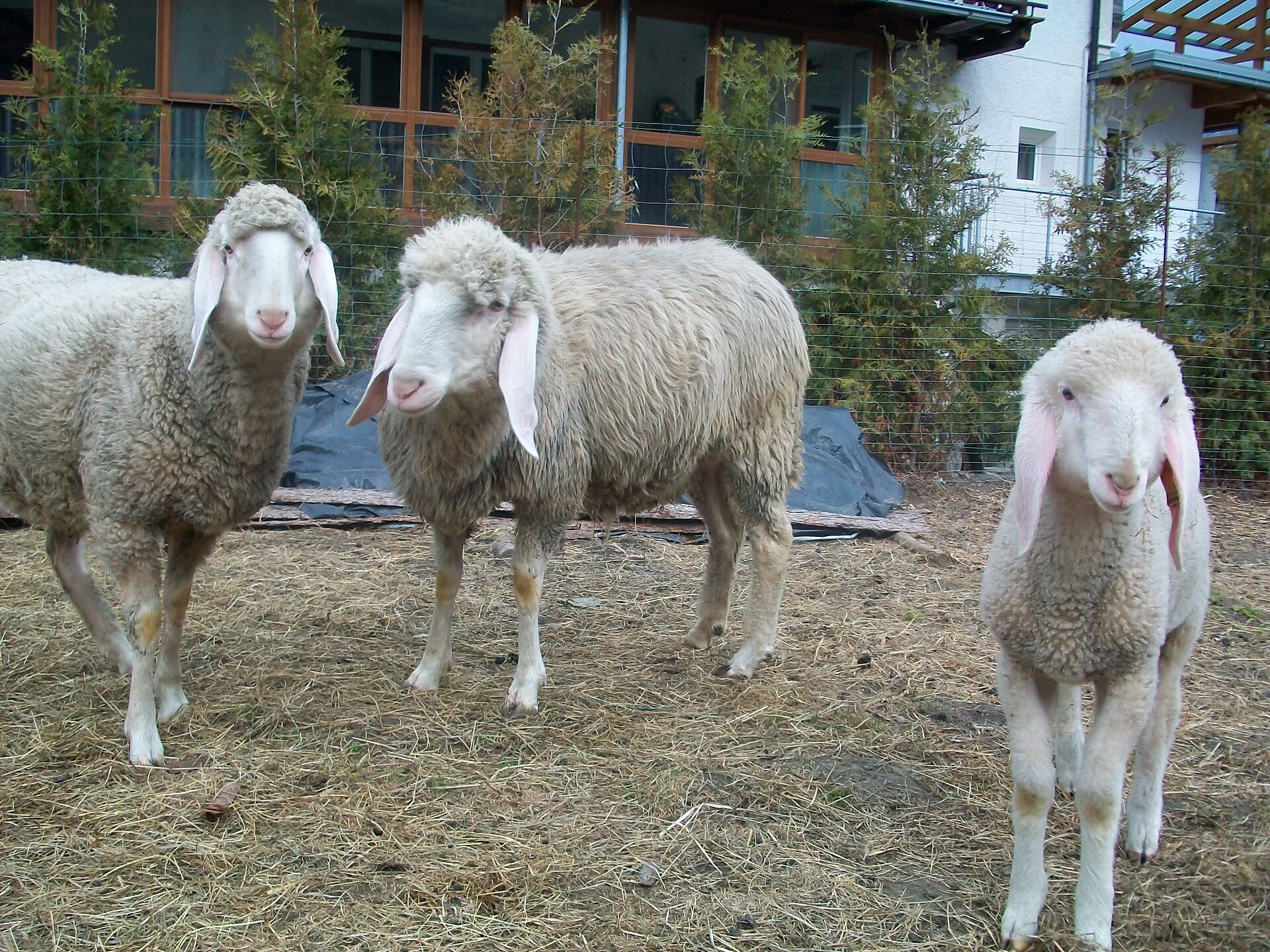 Sheeps