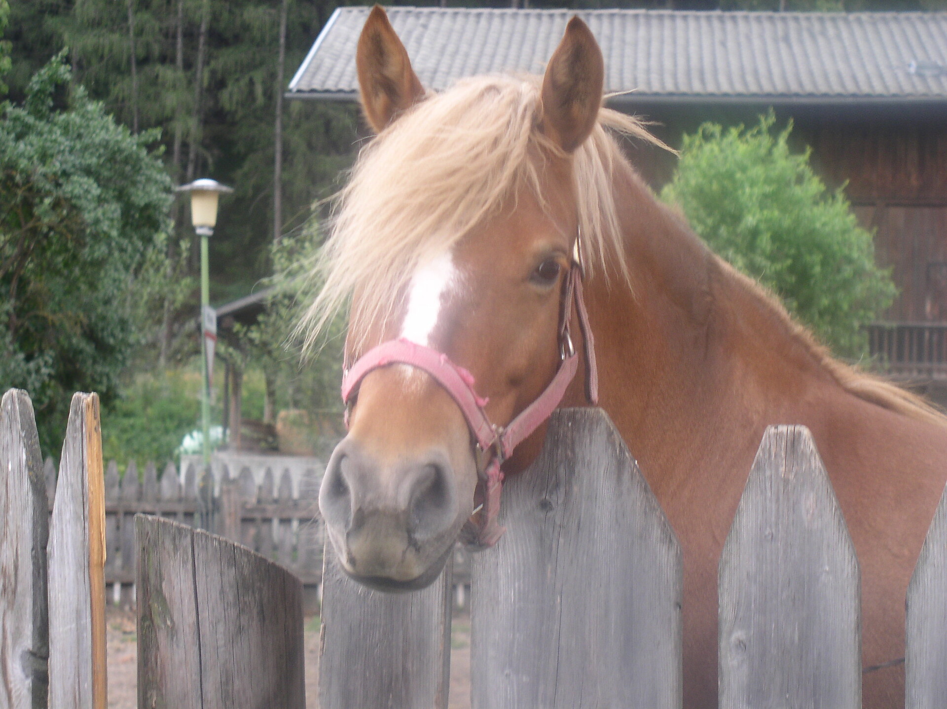 Horse