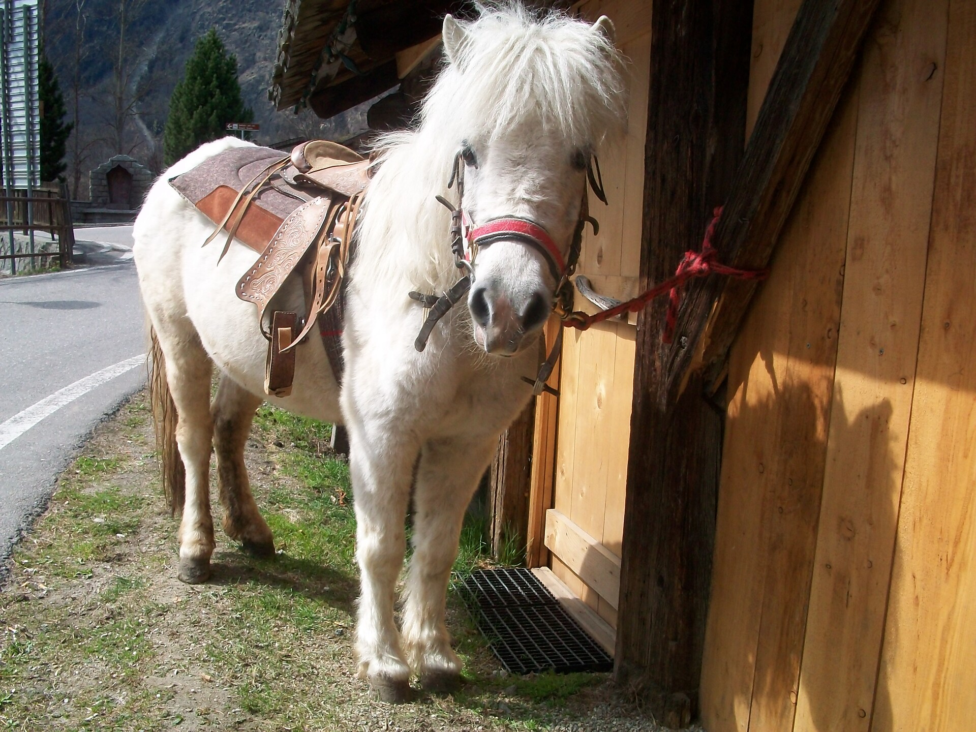 Horse