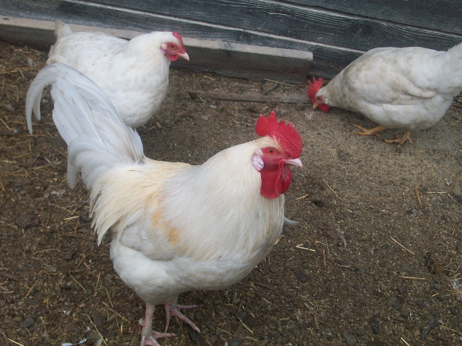 Chicken
