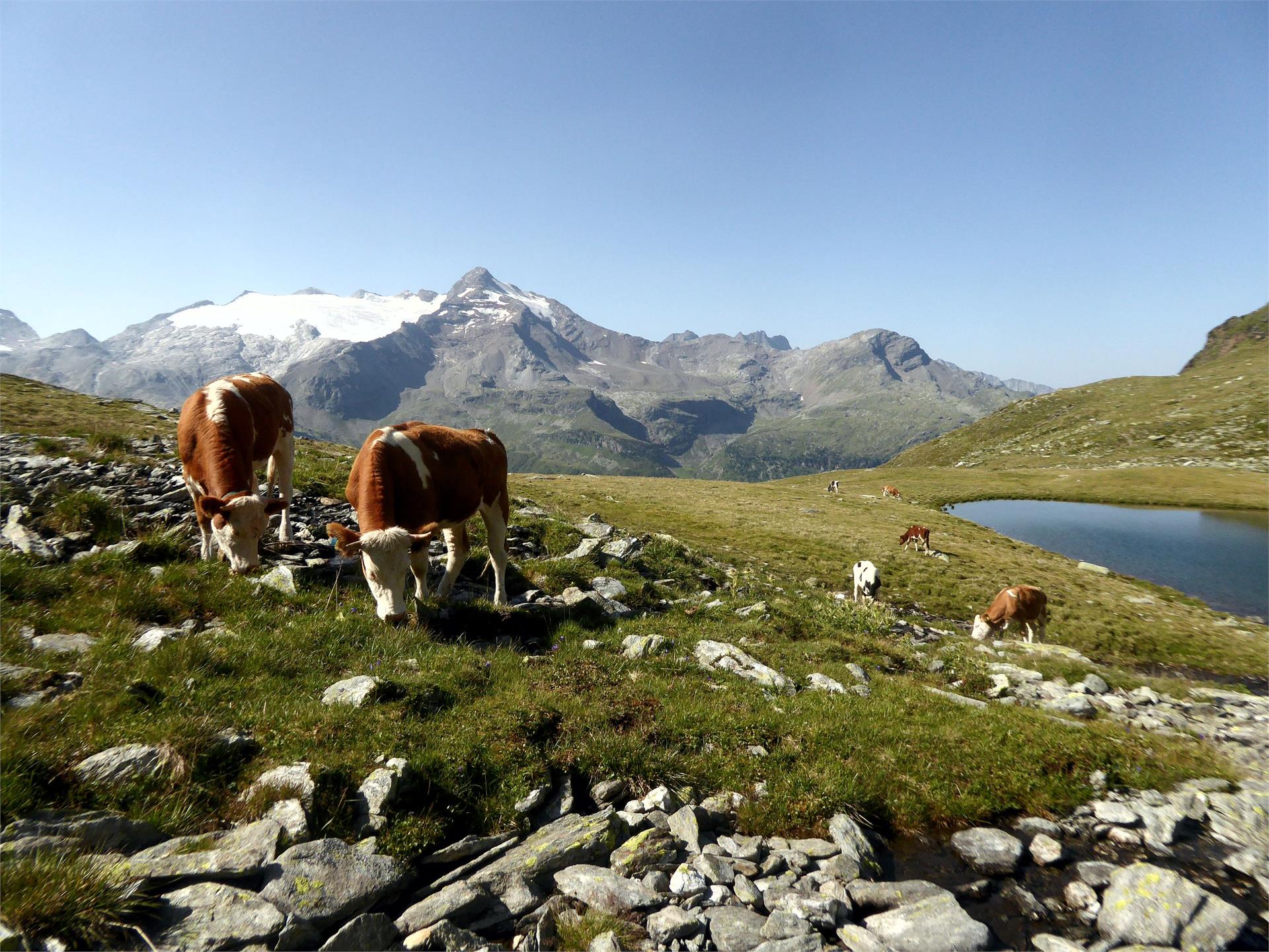 App. Oberhof Campo Tures 20 suedtirol.info