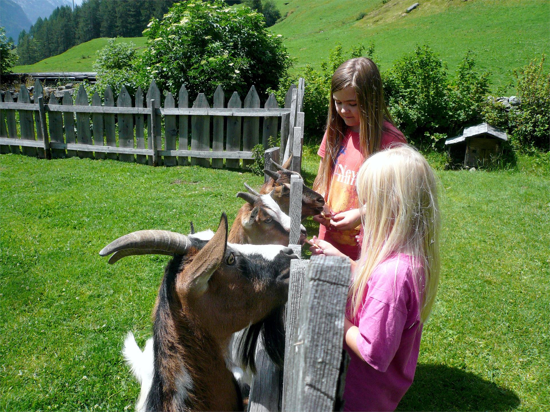 App. Oberhof Campo Tures 4 suedtirol.info