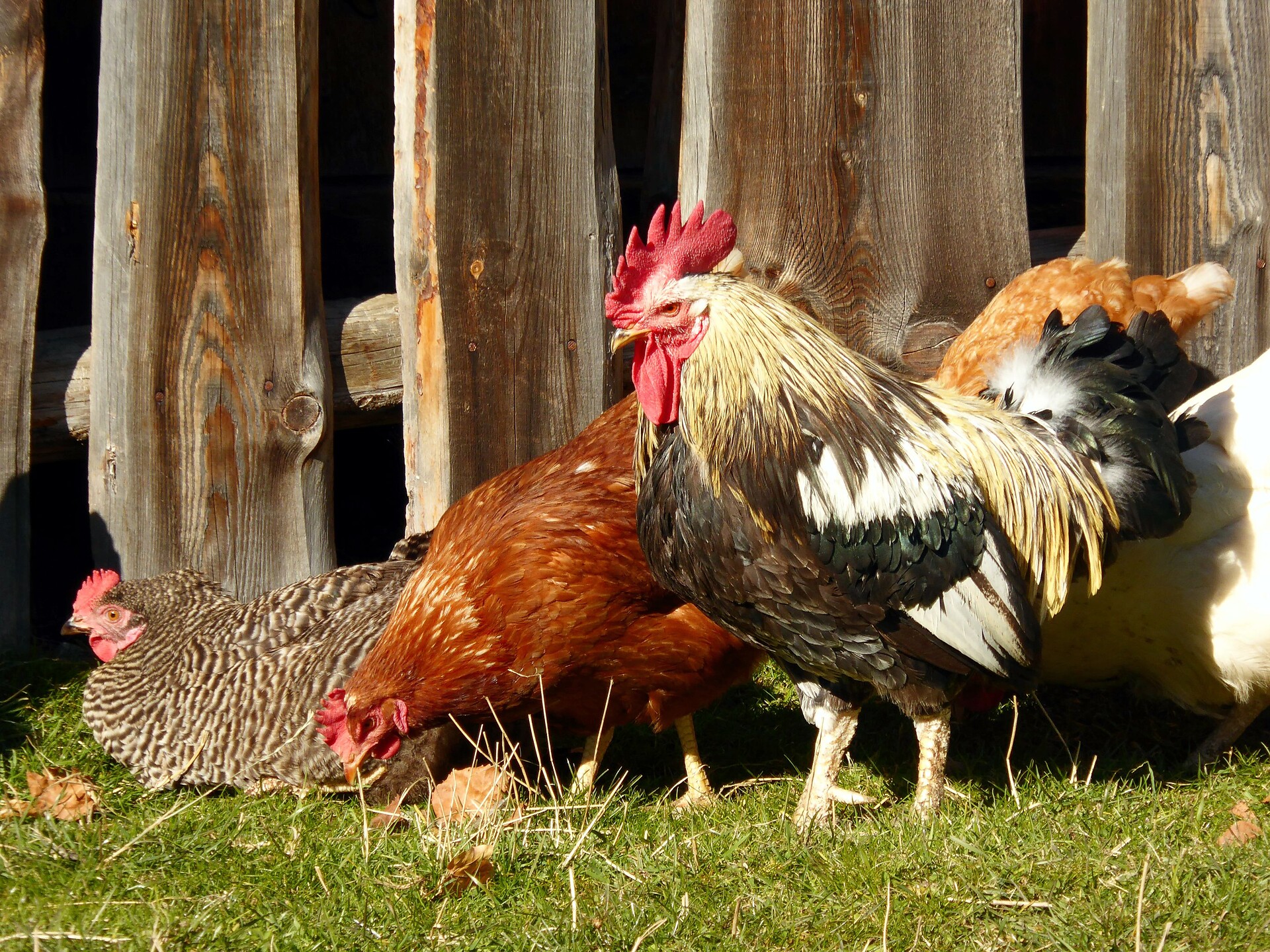 Farm holidays in the mountains at Oberhof