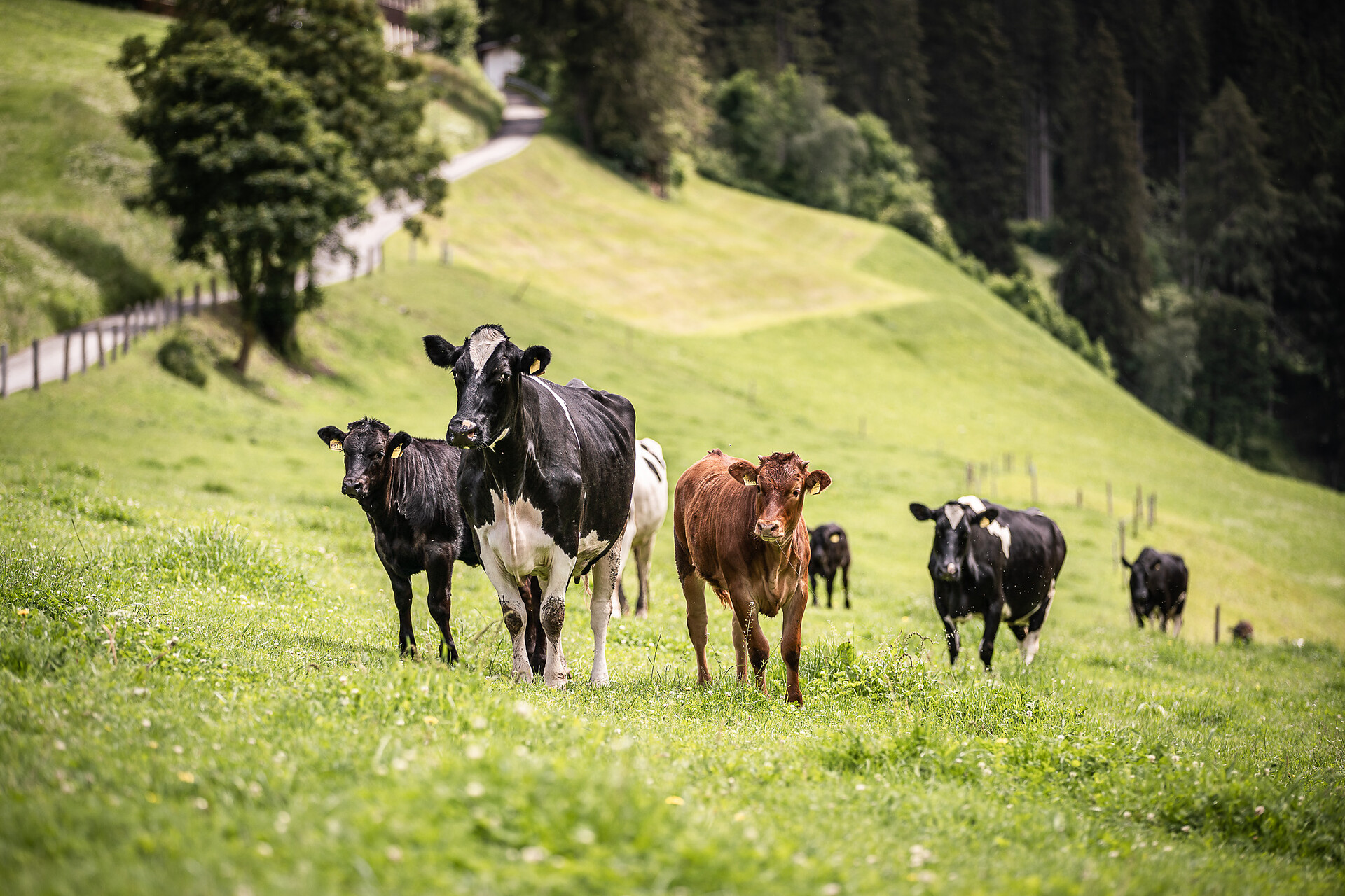 Tiere