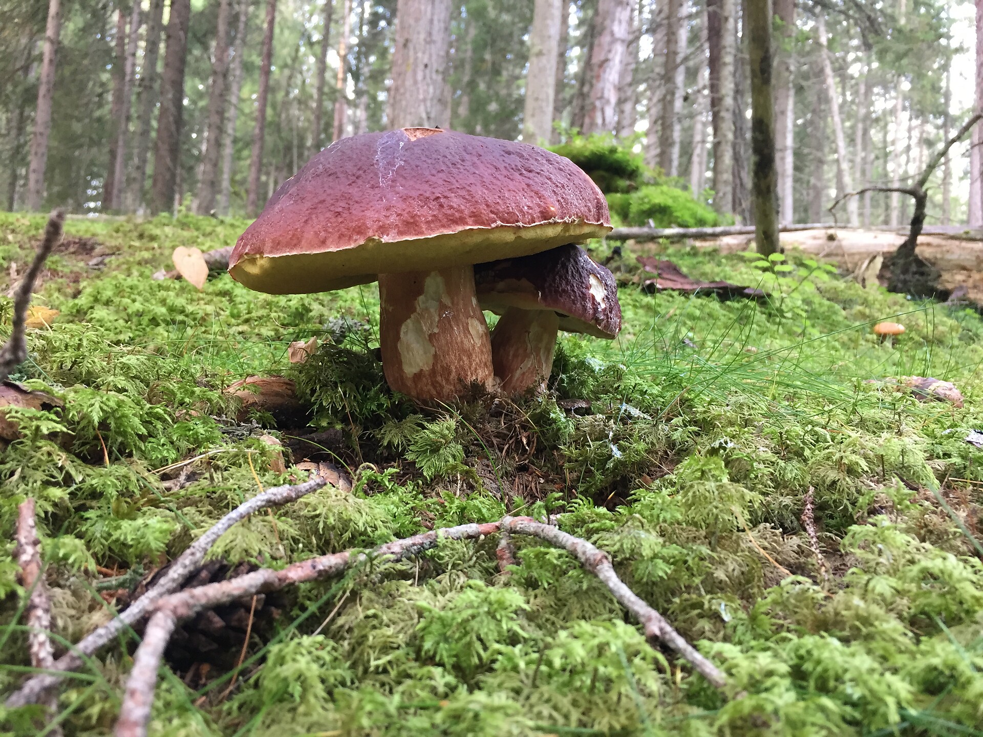 Alpinus