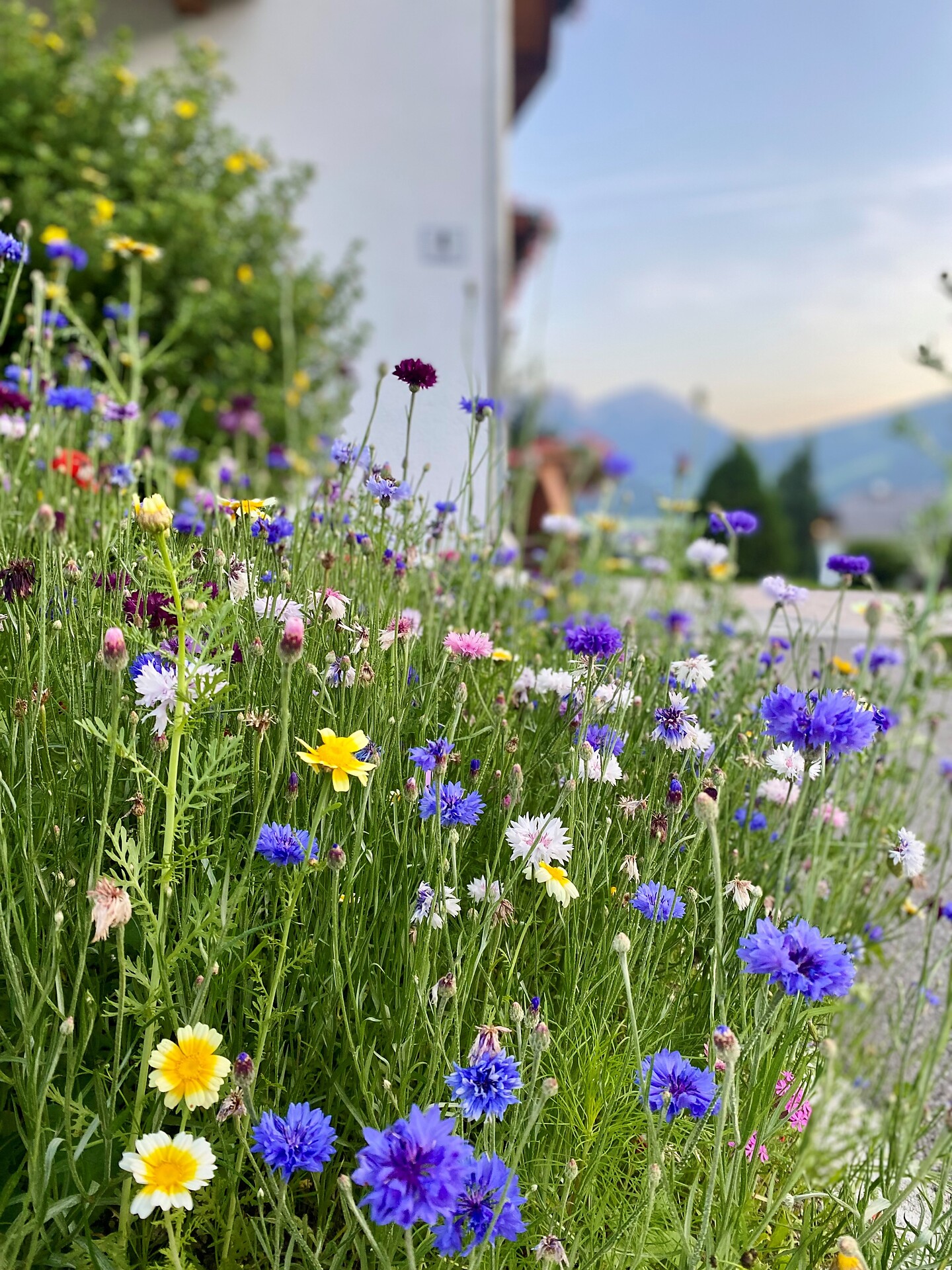 Appartements Wiesenheim Rasun Anterselva 12 suedtirol.info