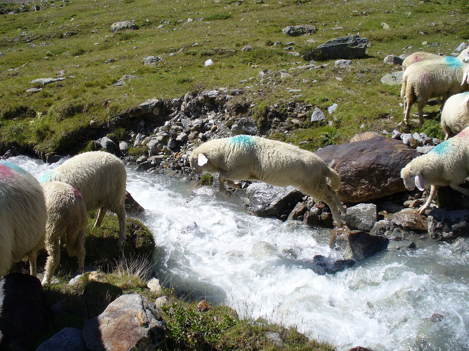 Pecore della Val Senales